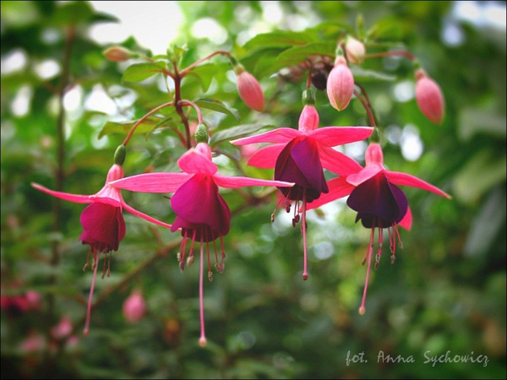Fondos de pantalla de etiqueta fucsia: Green White Greenhouse Fuchsia Garden