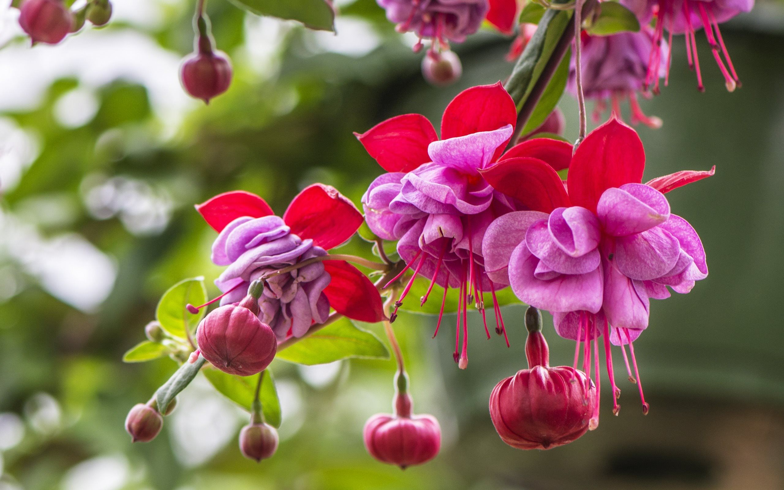 Descargar fondos de pantalla fucsia, flor rosa, flor hermosa, América