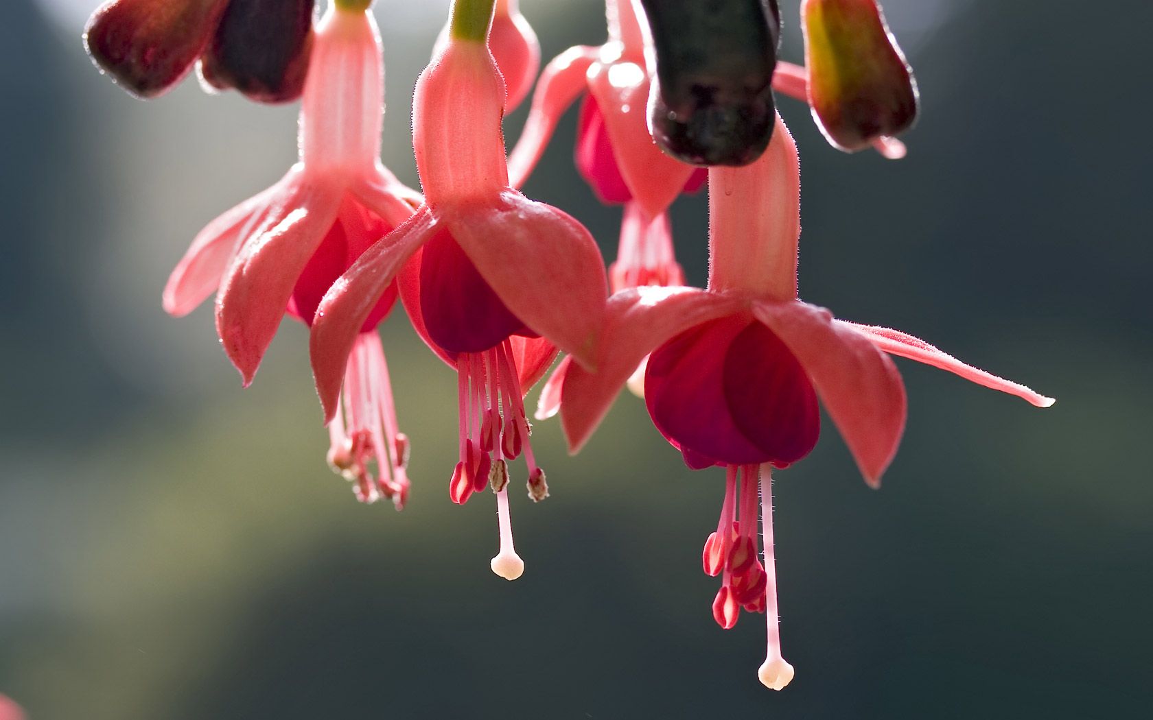 Flores fucsias # 6846409