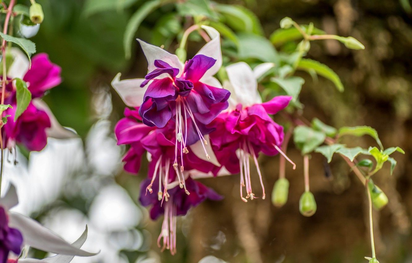 Fondo de pantalla naturaleza, flores, floración, imágenes fucsias para escritorio