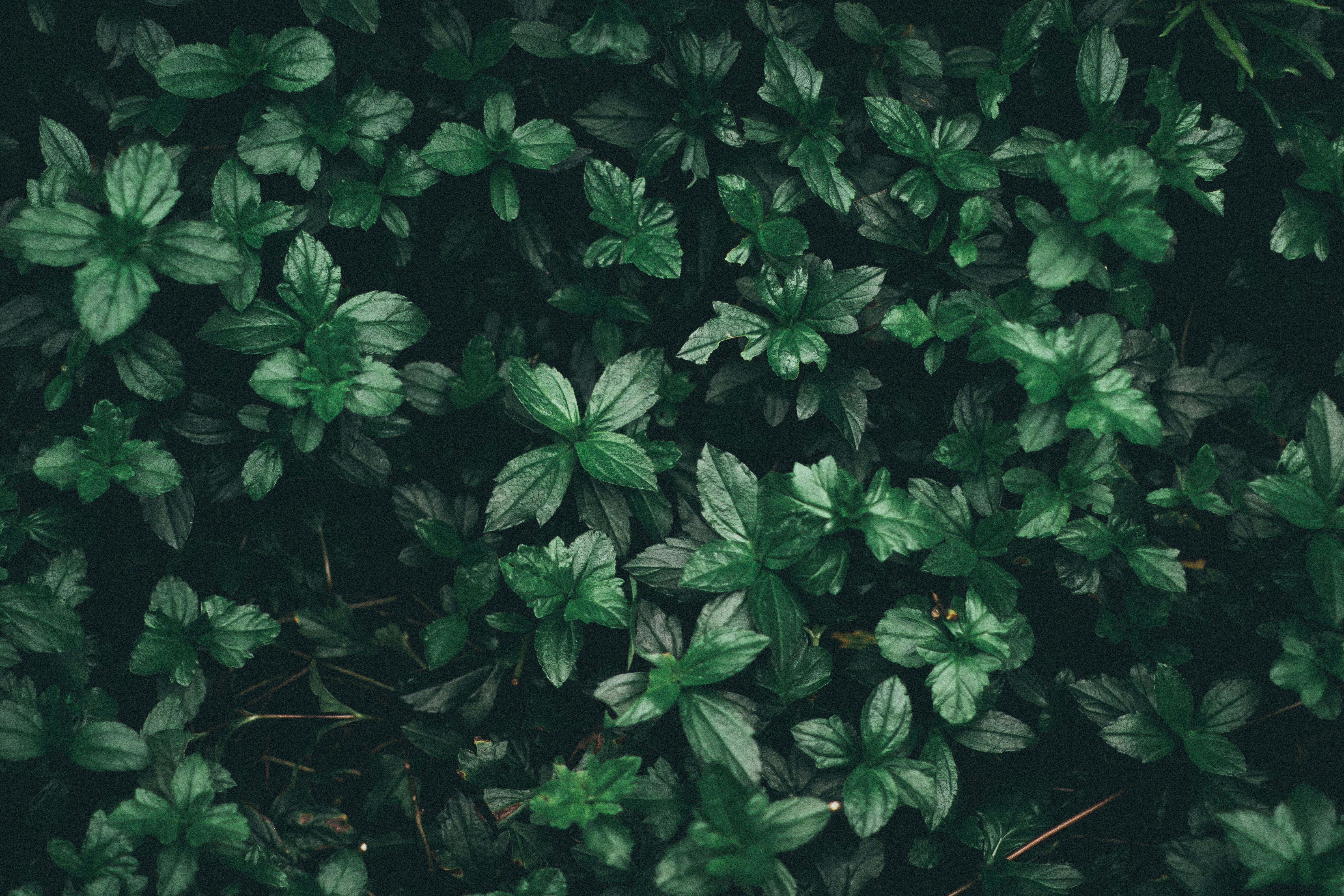 Green Leaf Plant · Foto de archivo gratis