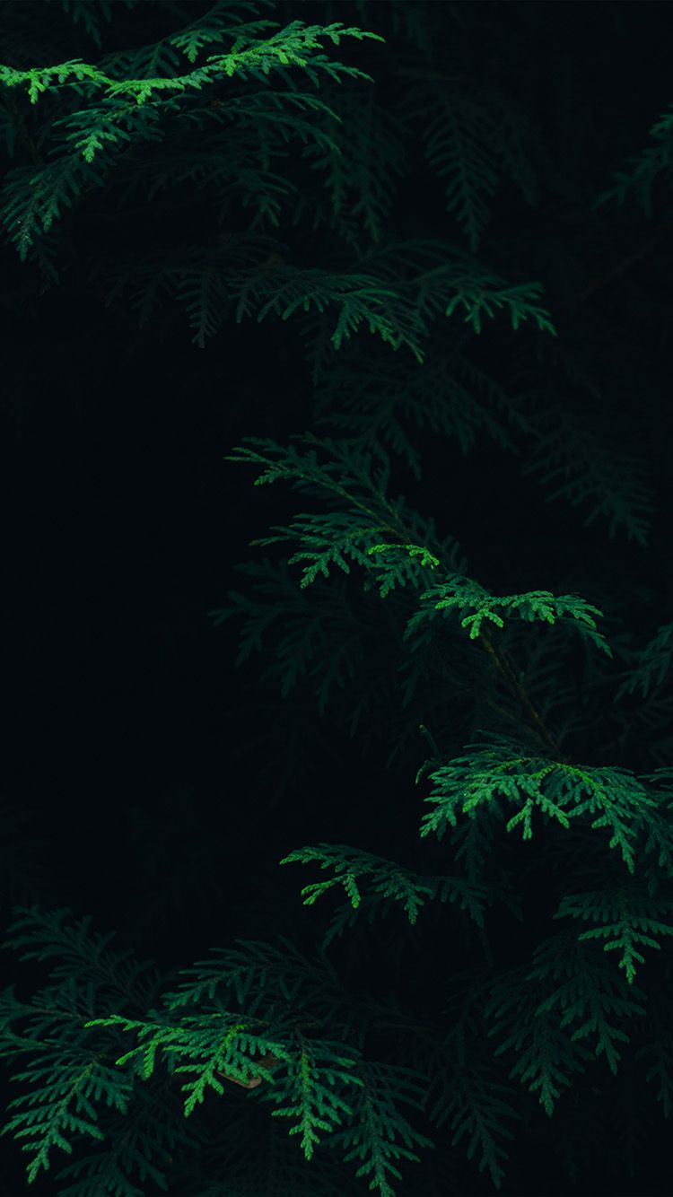 iPhone6papers.com | iPhone 6 fondo de pantalla | vs89-árbol-hoja-verde