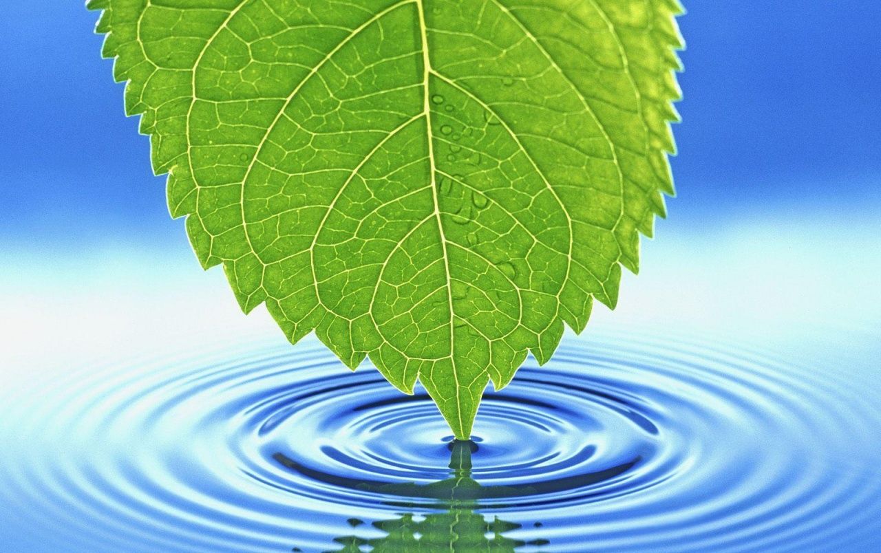 Hoja de tocar el agua fondos de pantalla | Hoja tocando el agua fotos gratis