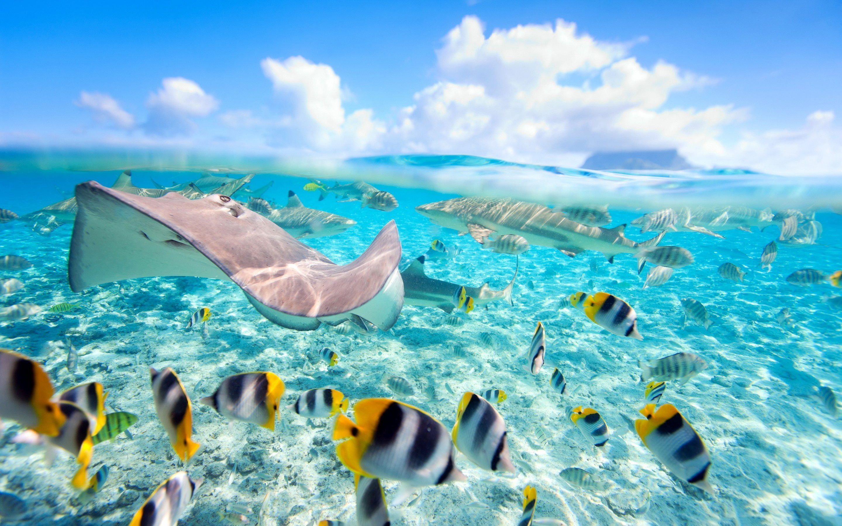 Fondos de Animales en el Agua