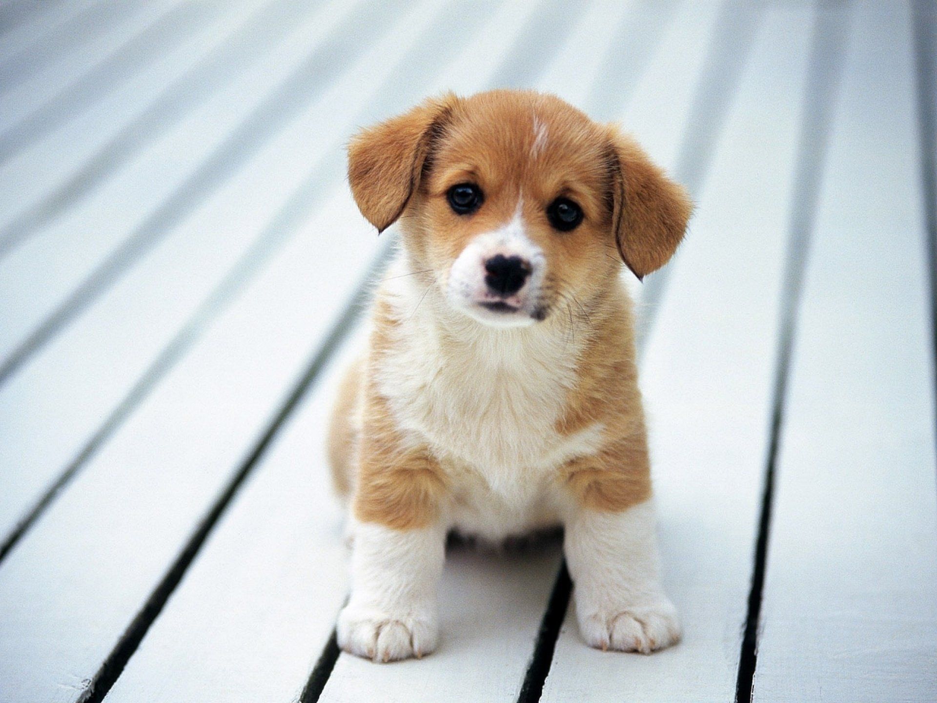 2649 Perro Fondos de pantalla HD | Imágenes de fondo