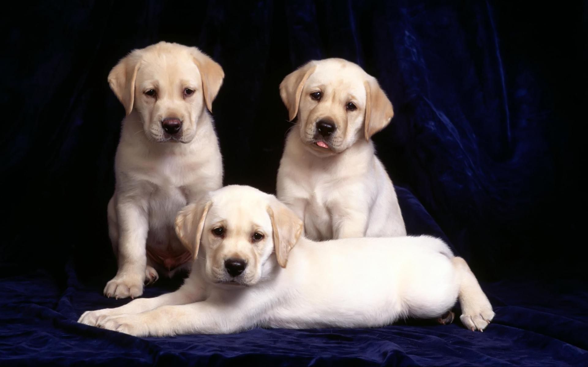 Fondo de pantalla de perrito 1920x1200