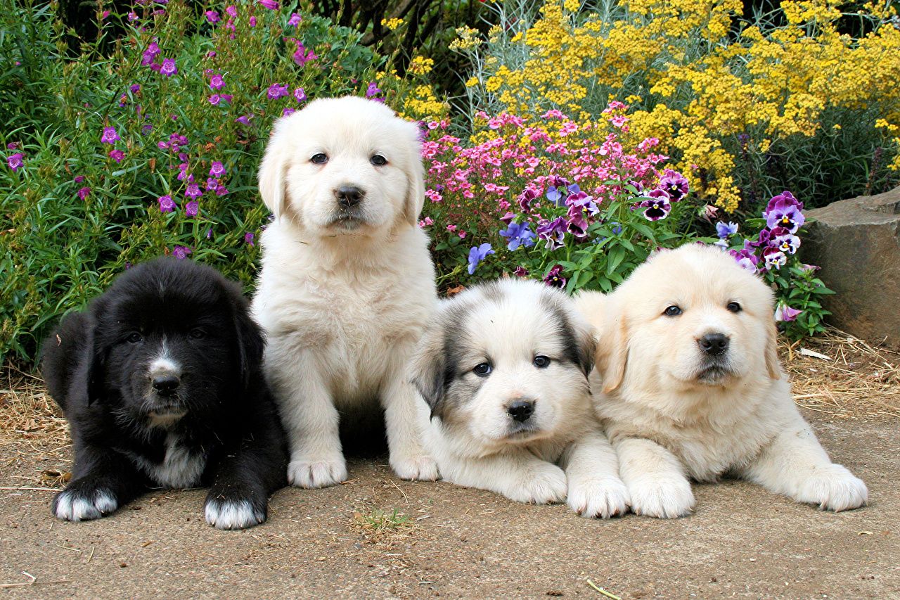 Fotos Perro Cachorro Retriever Vistazo Animales