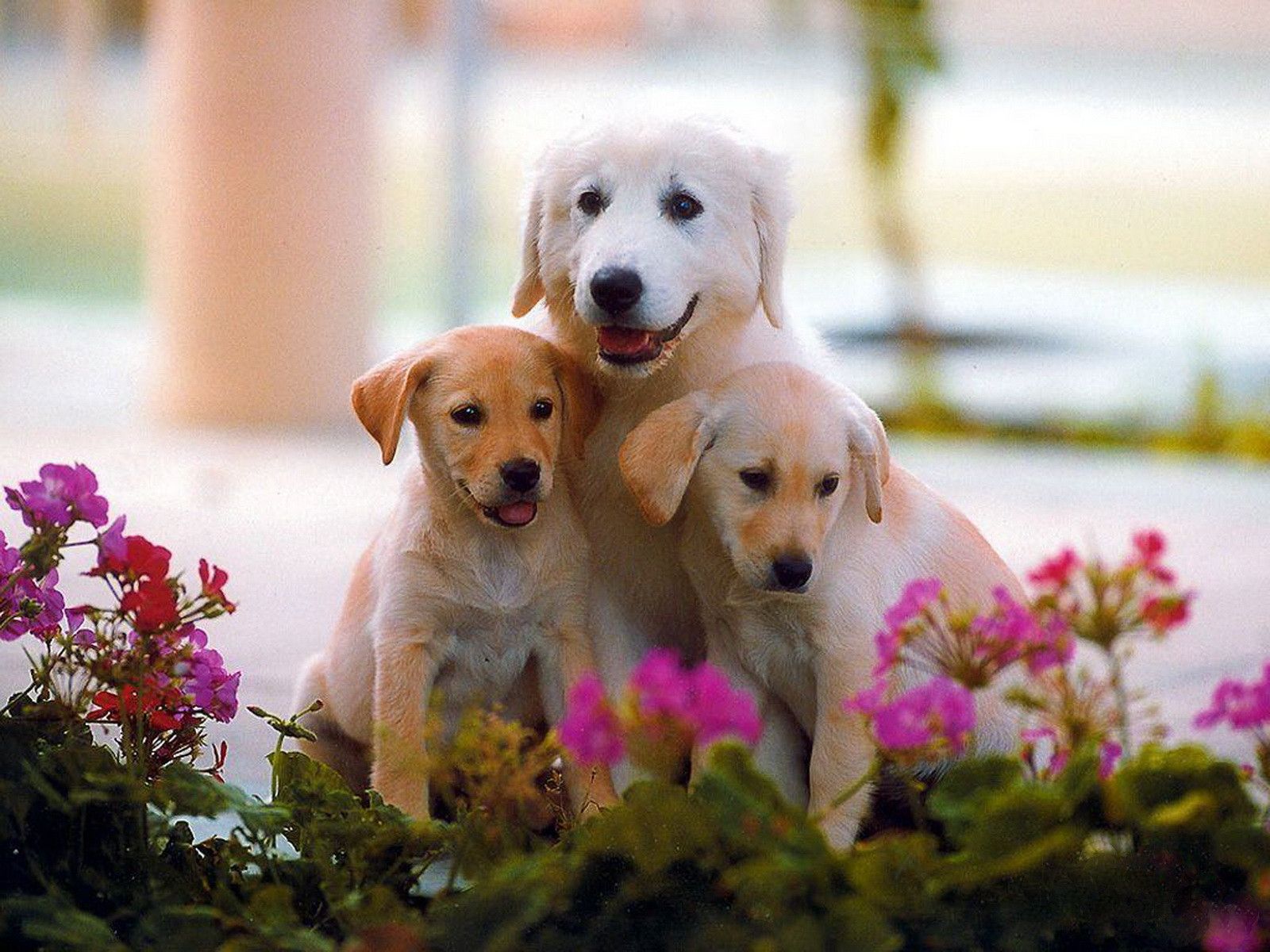 Cute Dog Wallpapers - Mejores fondos de pantalla de Cute Dog gratis - WallpaperAccess