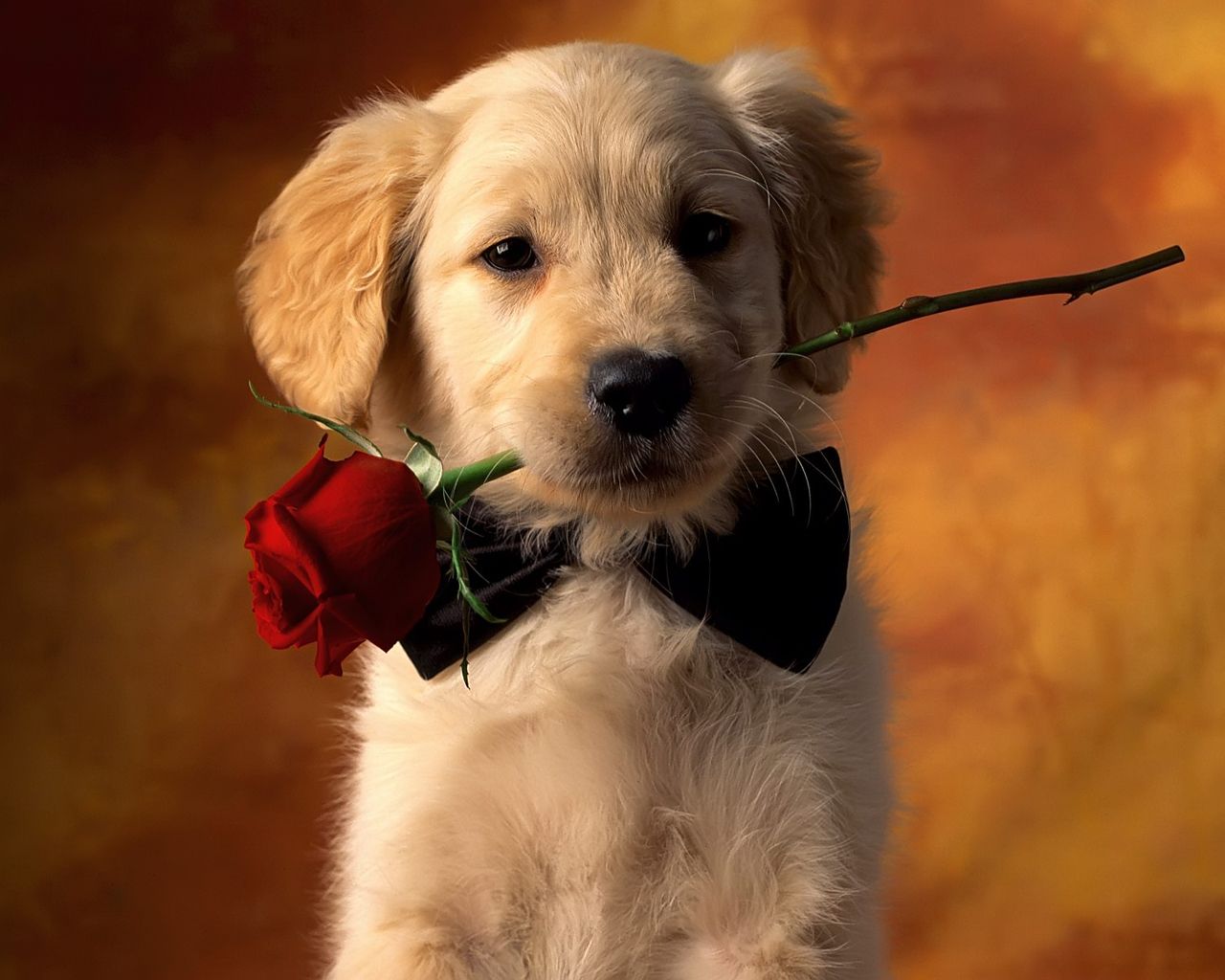 lindos fondos de pantalla de perros sobre perritos - Wallpaper Aholic