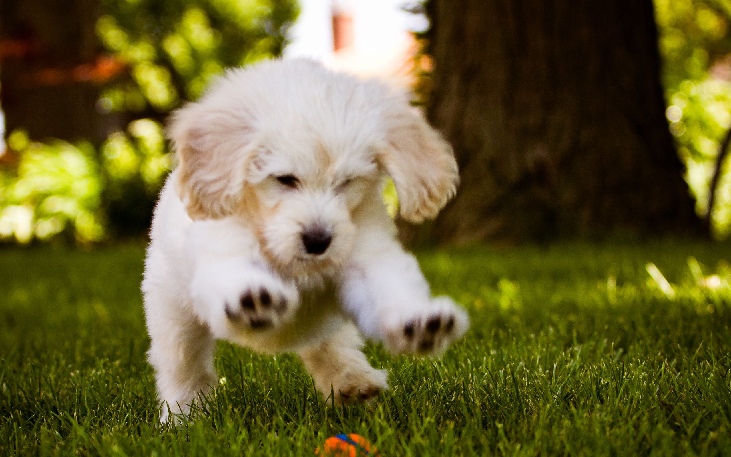 Cute Dog Wallpaper (77+ imágenes)
