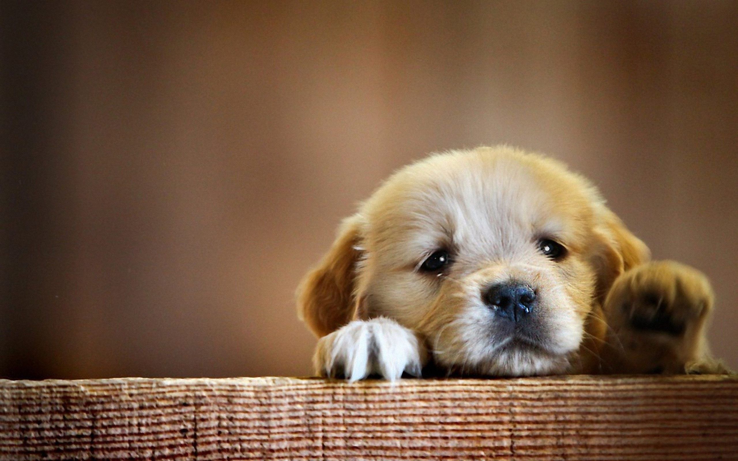 Fondos de perros - Mejores fondos de perros gratis - WallpaperAccess