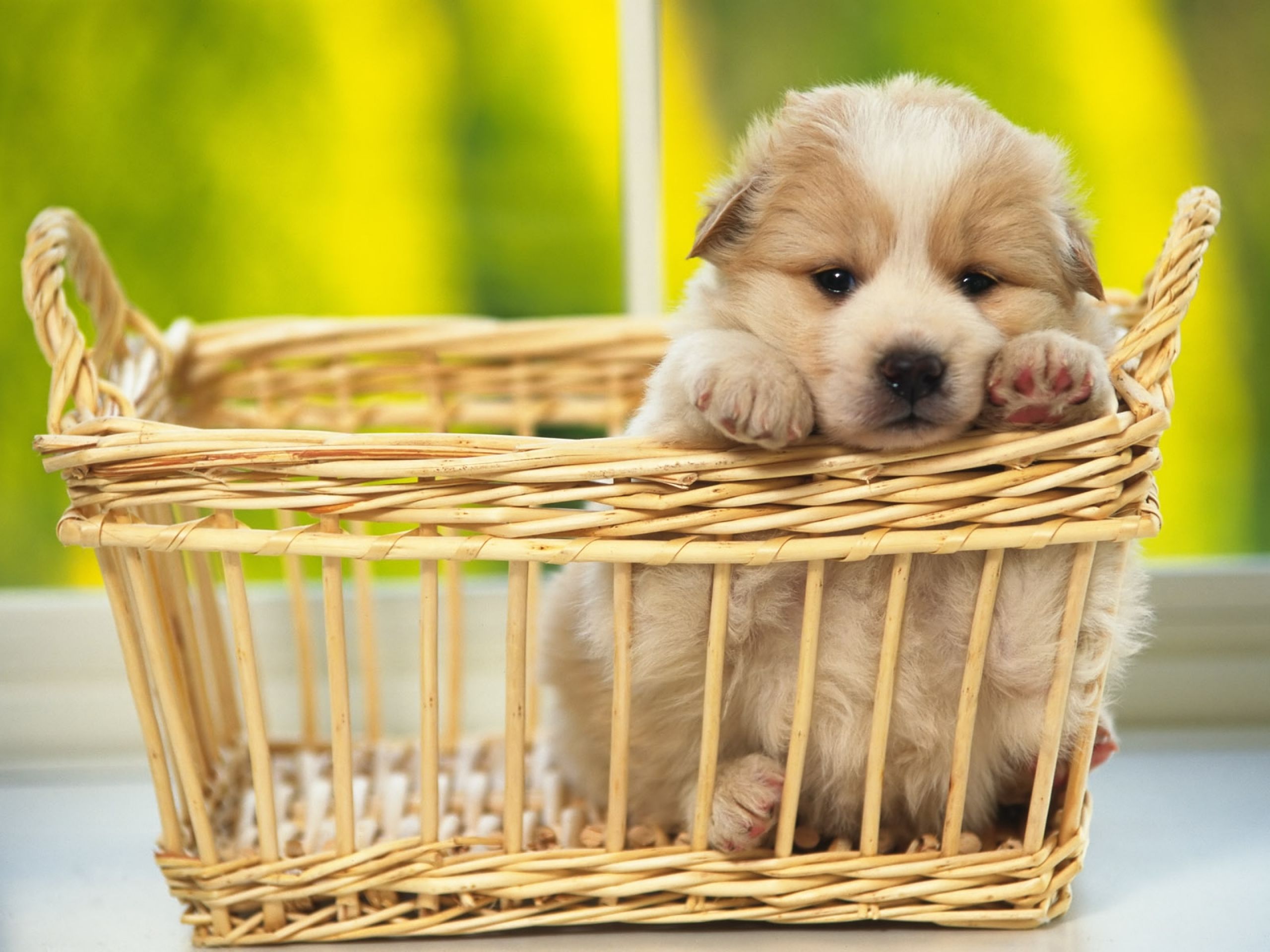 2649 Perro Fondos de pantalla HD | Imágenes de fondo