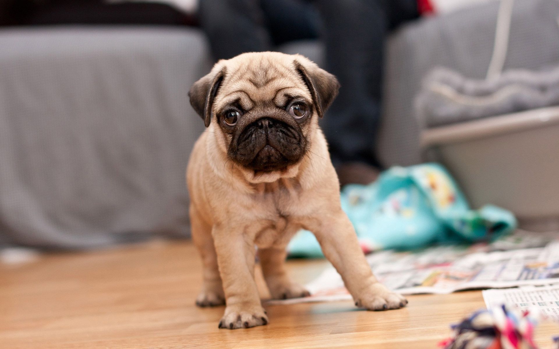 pug puppy hd wallpaper gratis, Descargar, HD Wallpapers, Dogs, Puppy, Cute
