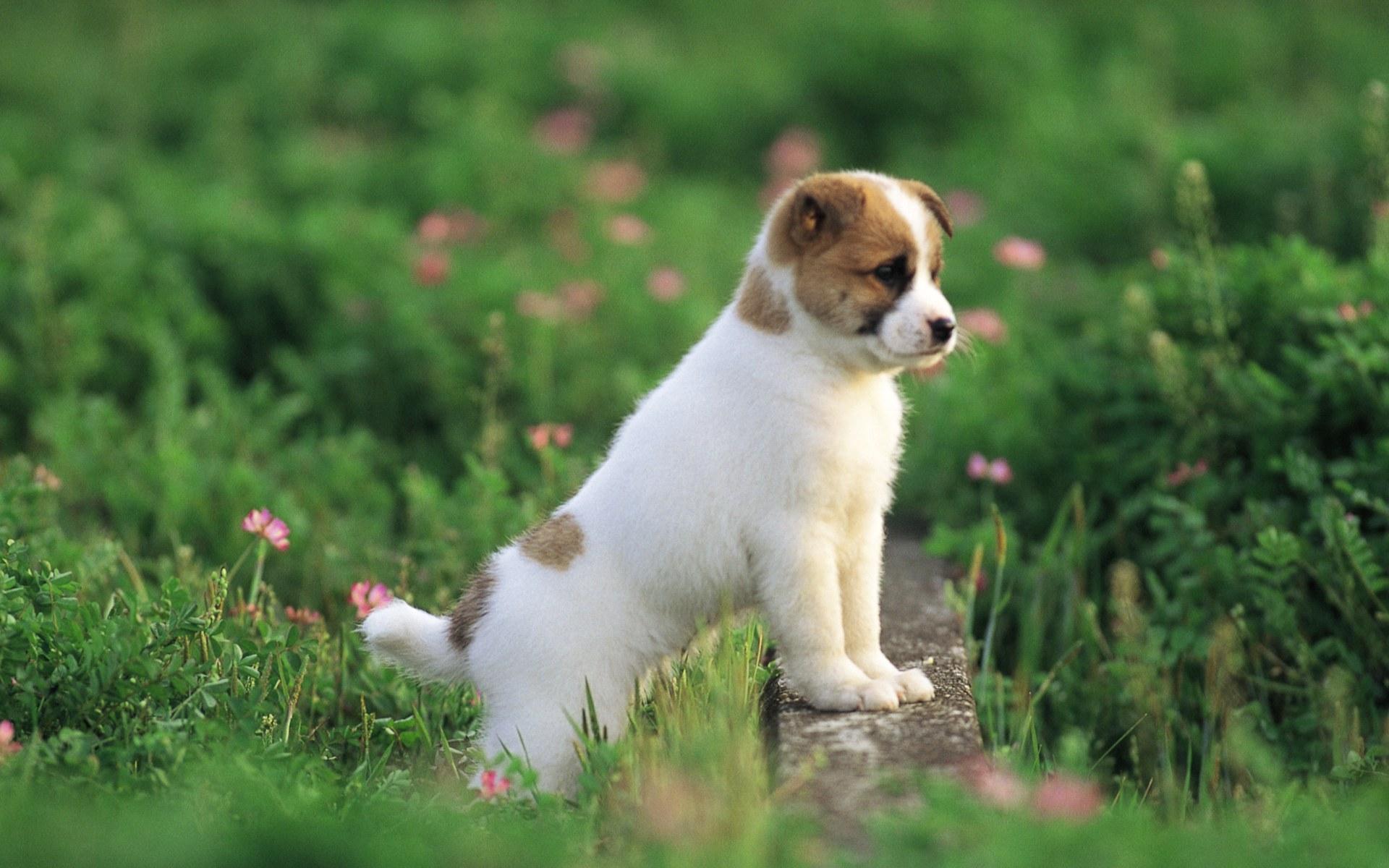 Fondo de pantalla de Pretty Dog - fondo de pantalla de perros (13906487) - fanpop