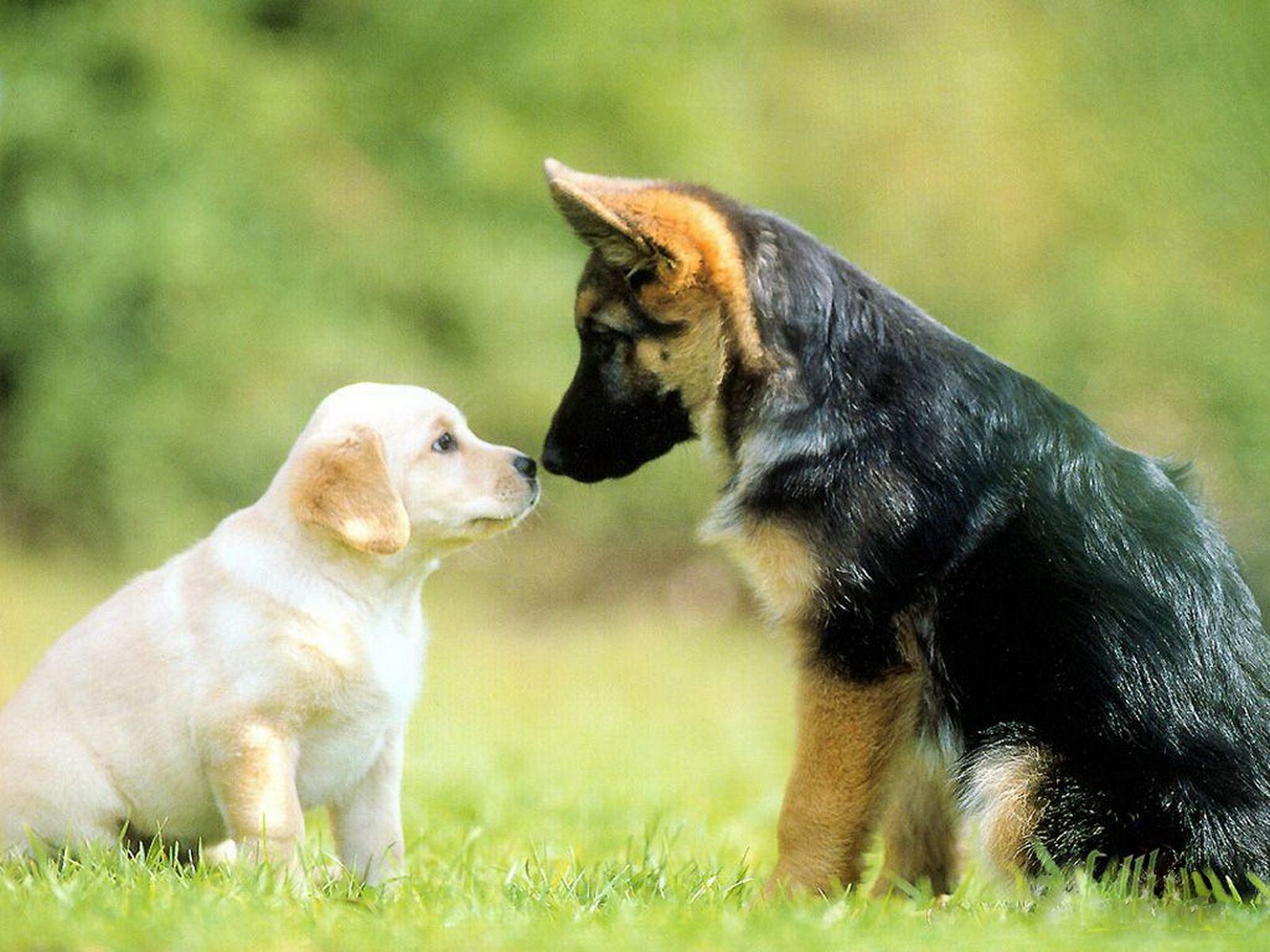 48+] Fondos lindos de perros