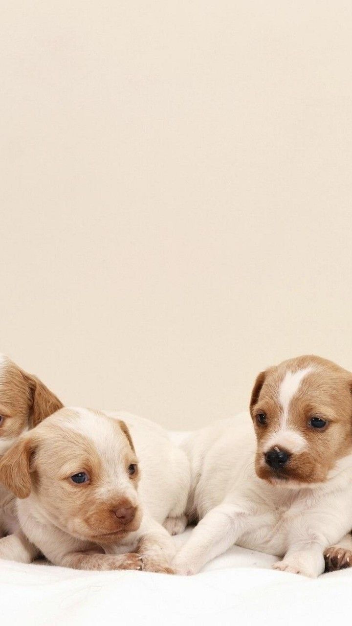 Cute Dogs HD Fondos de pantalla para Moto E | Página 2 | Fondos de pantalla.