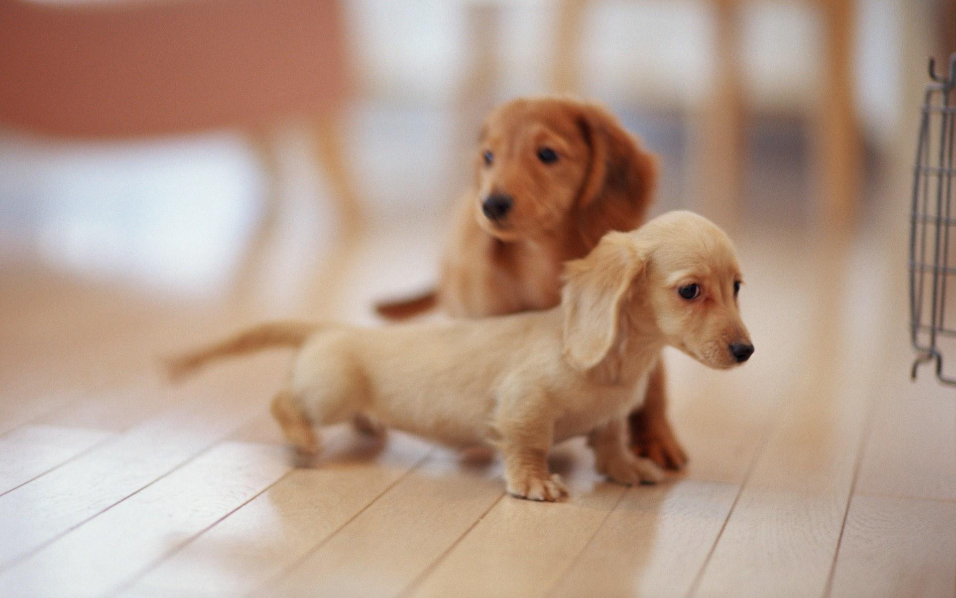 Más de 55 fondos de pantalla de Cute Cute Puppy - Descarga