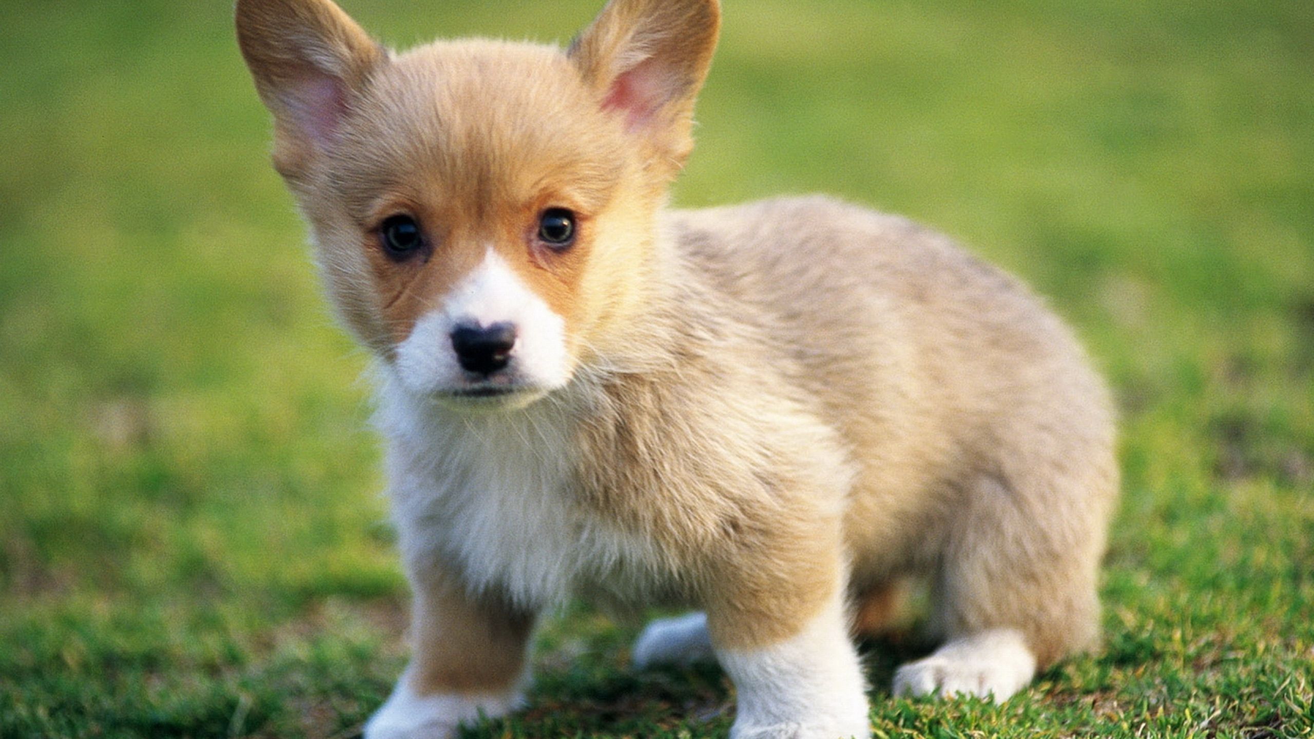 Más de 74 fondos de pantalla de Cute Dog