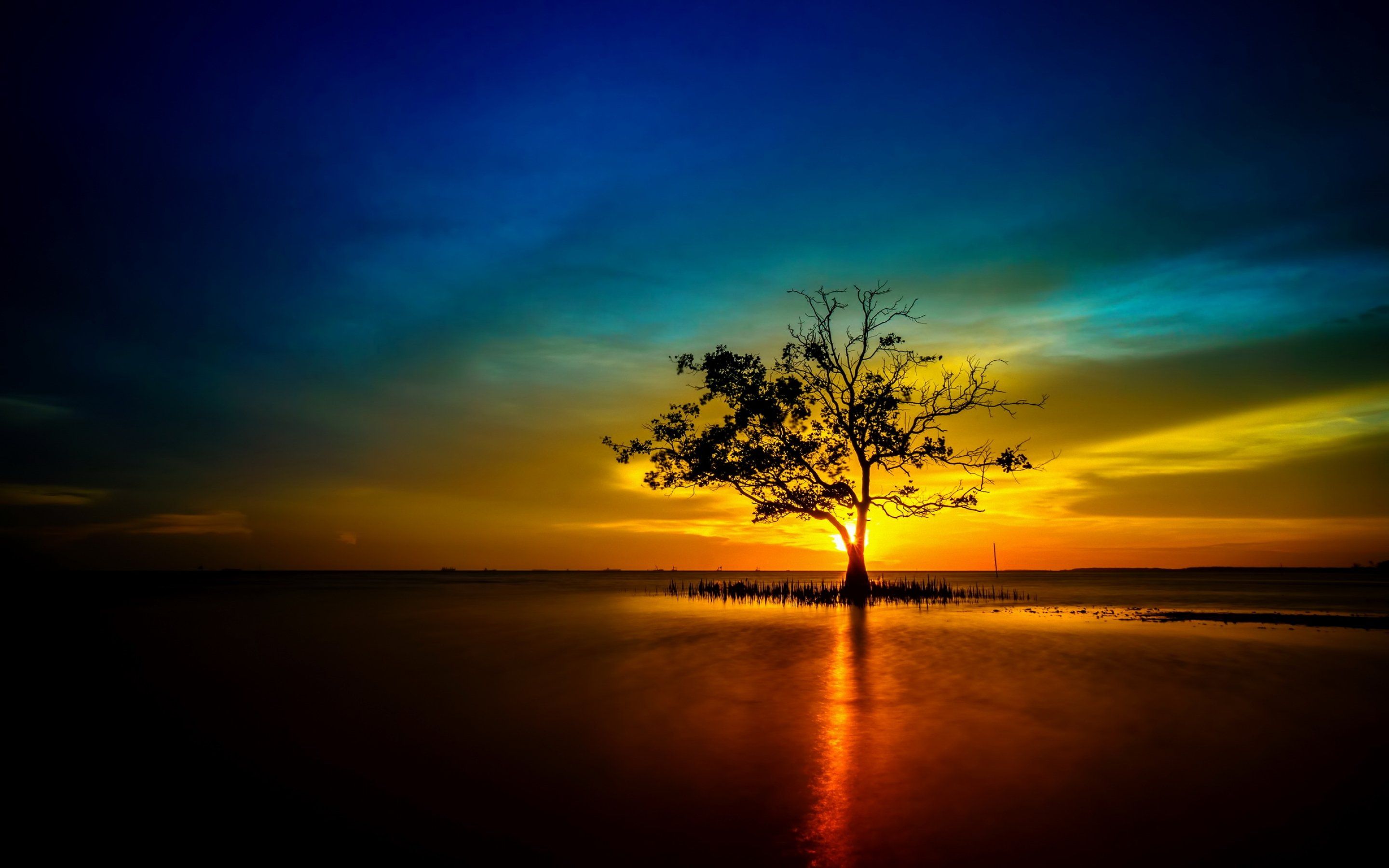 árbol, solitario, atardecer, amanecer, paisaje, naturaleza, sol, reflejo 4K