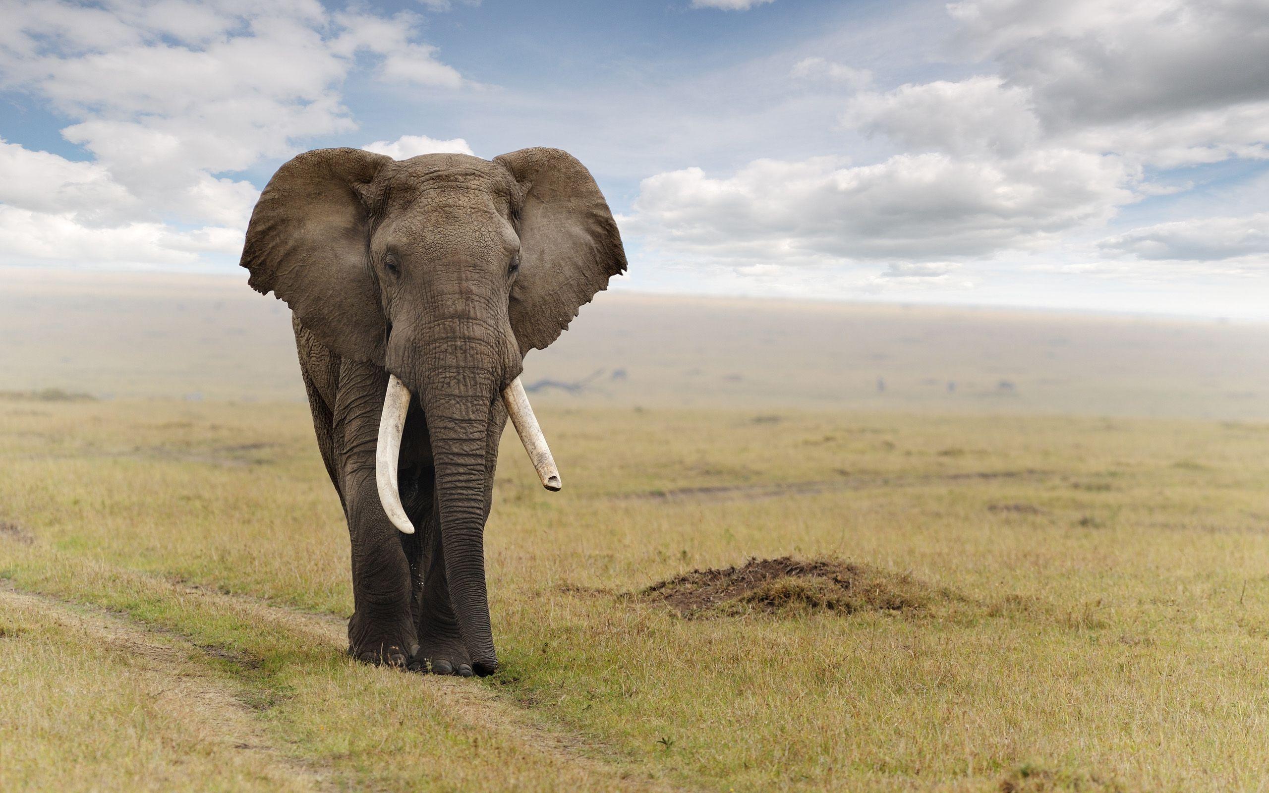 Elephant Wallpapers