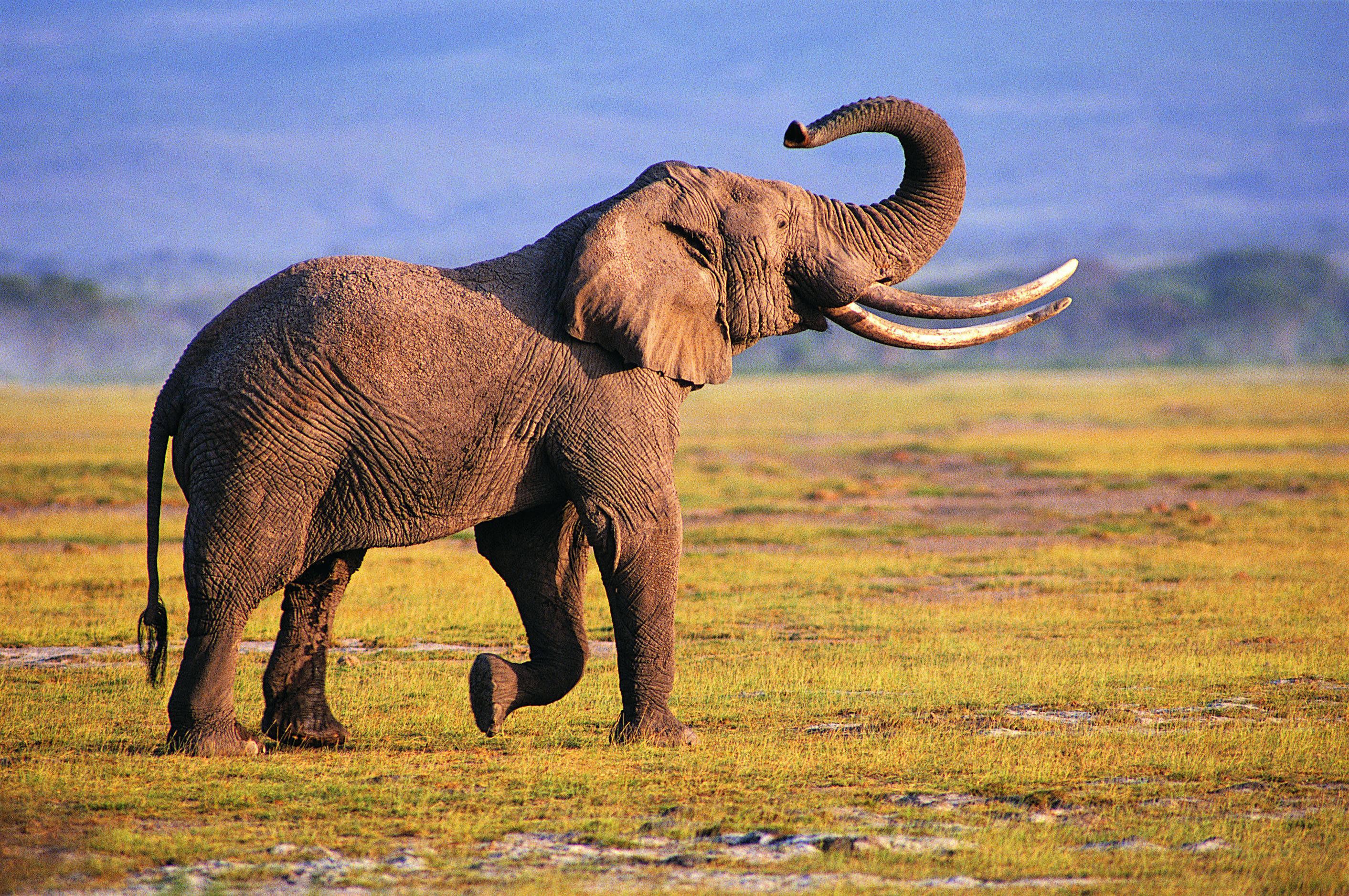 Fondo de pantalla de elefante # 6834744