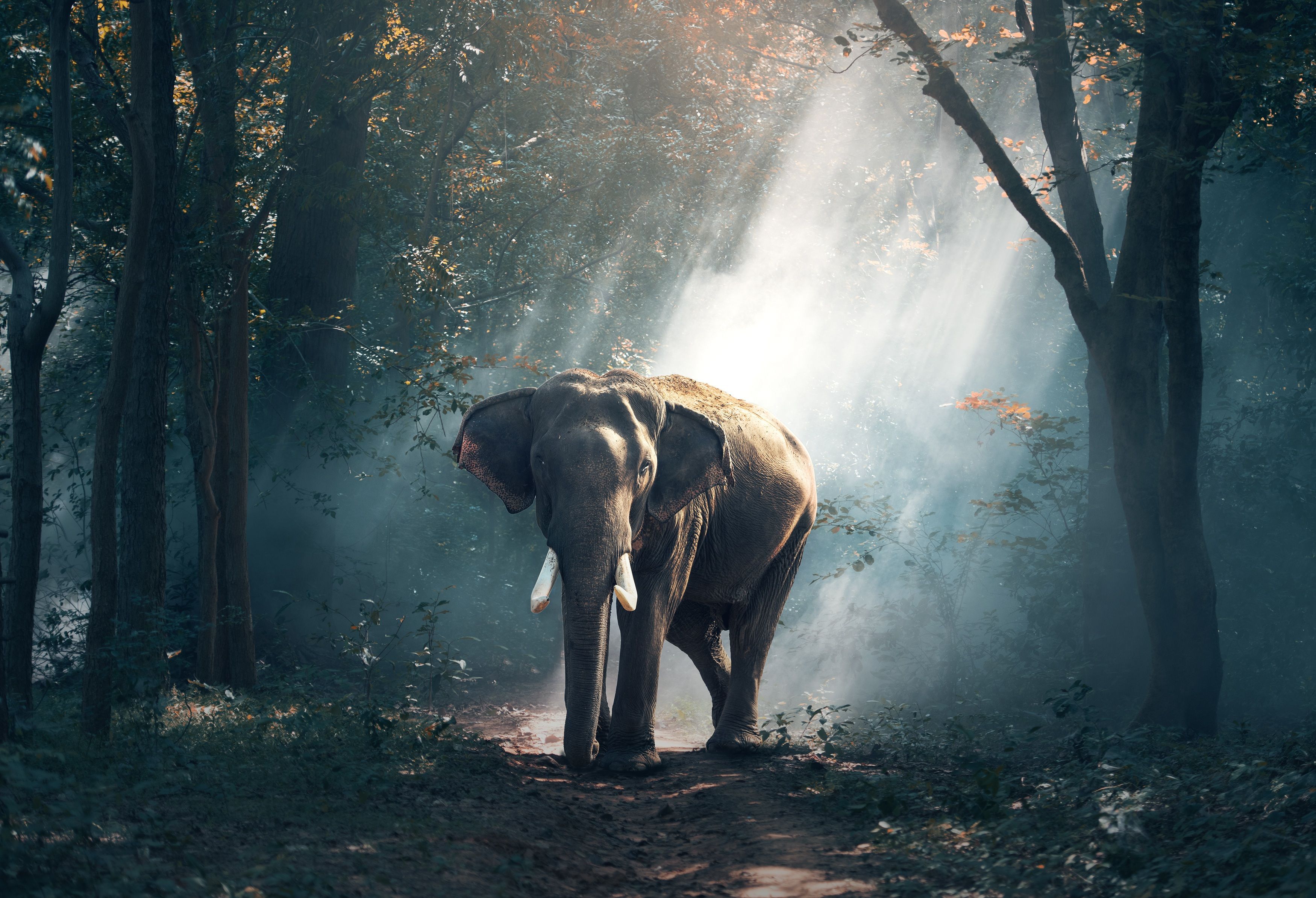 Más de 35 fondos de pantalla de Elephant - Descarga