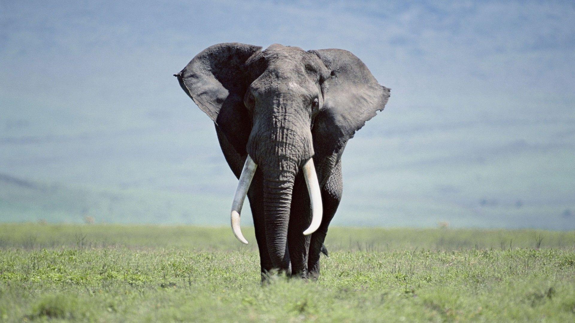Elephant Wallpapers