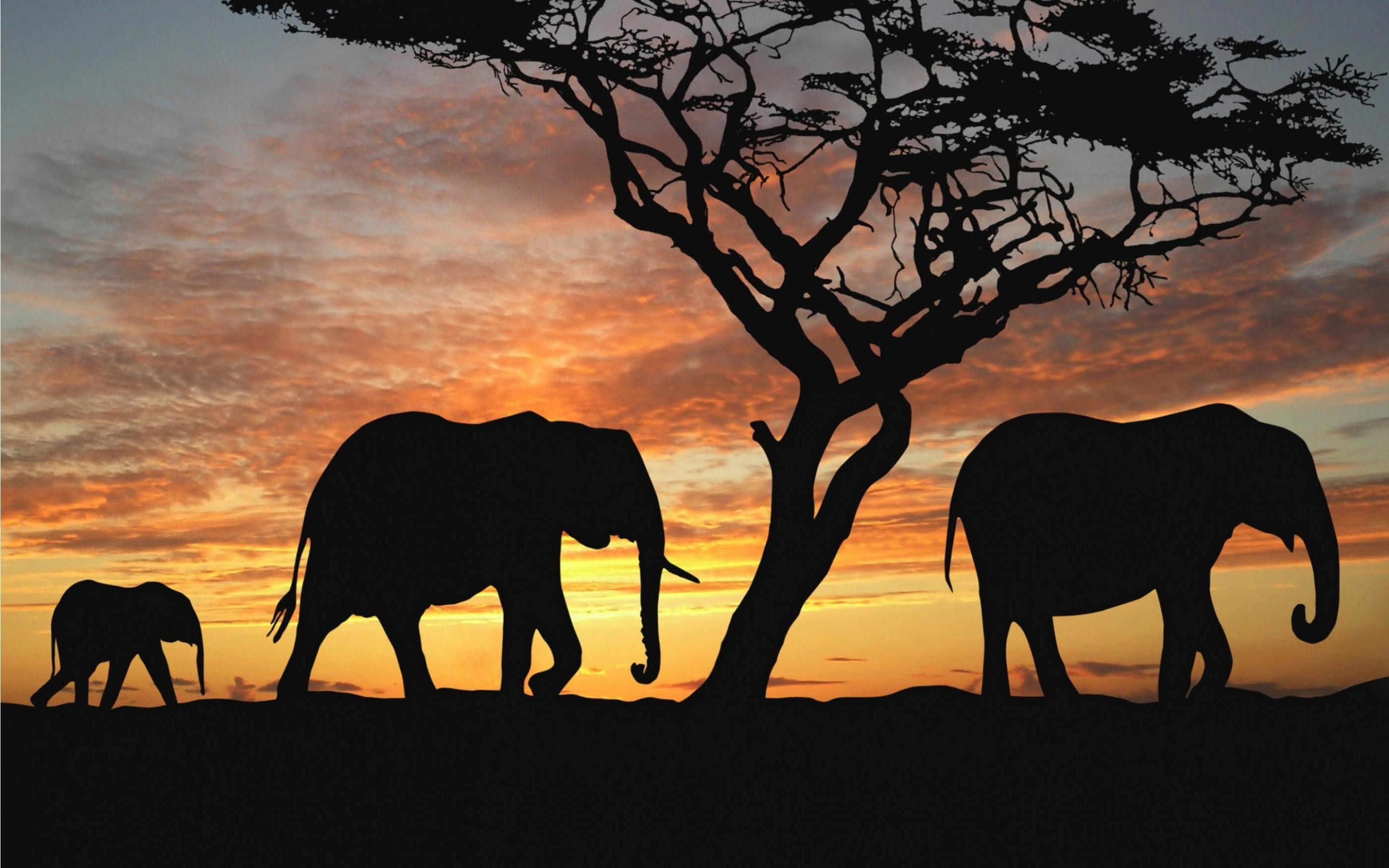Fondo de pantalla de elefante (más de 73 imágenes)