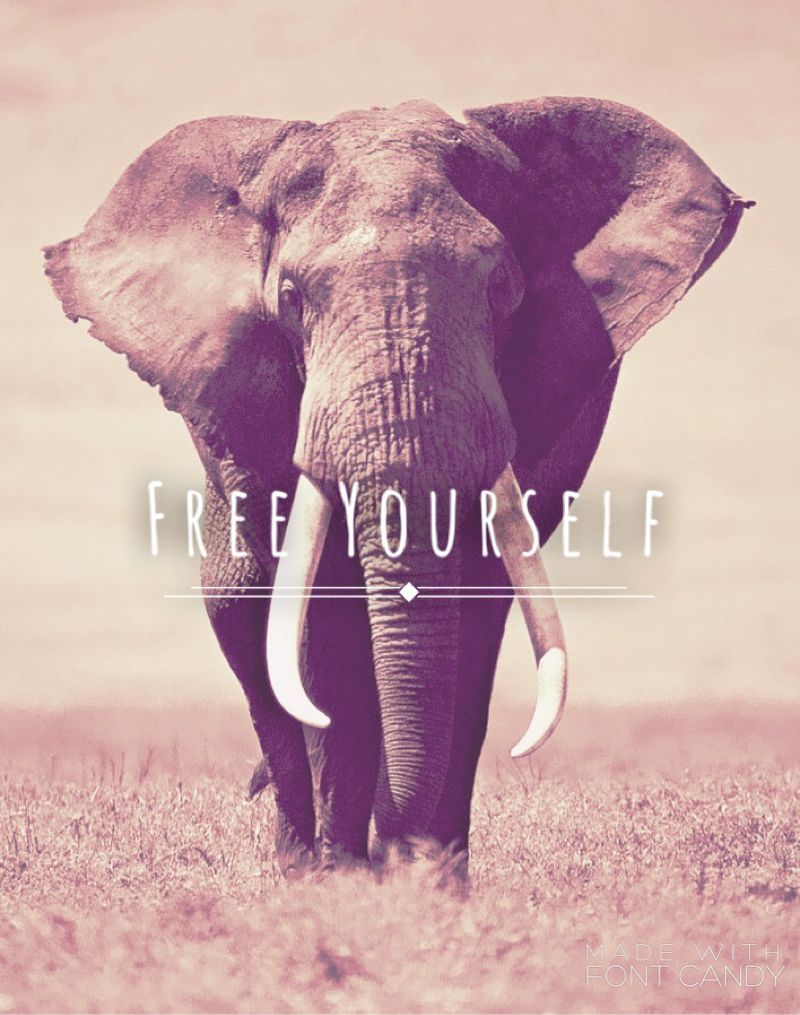 iPhone 6 fondo de pantalla de elefante! Hice esto usando la fuente de la aplicación candy