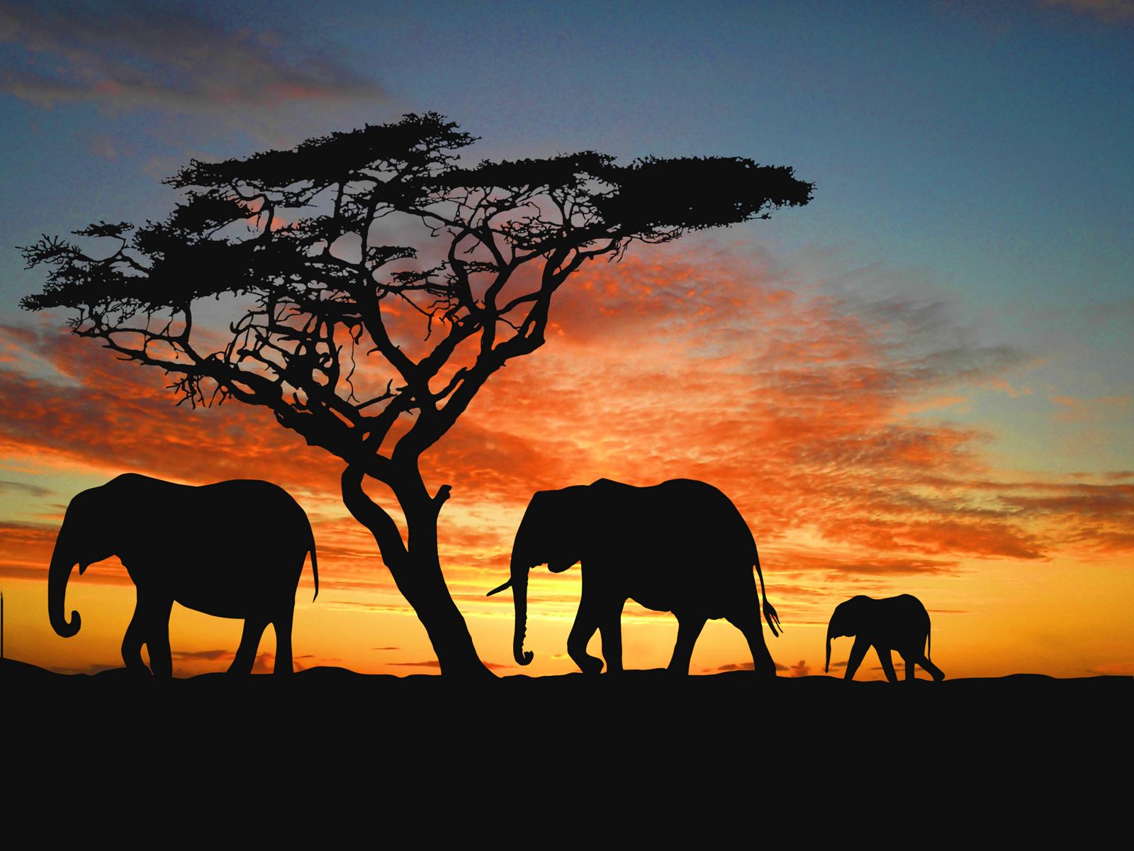 Elefante HD Wallpapers