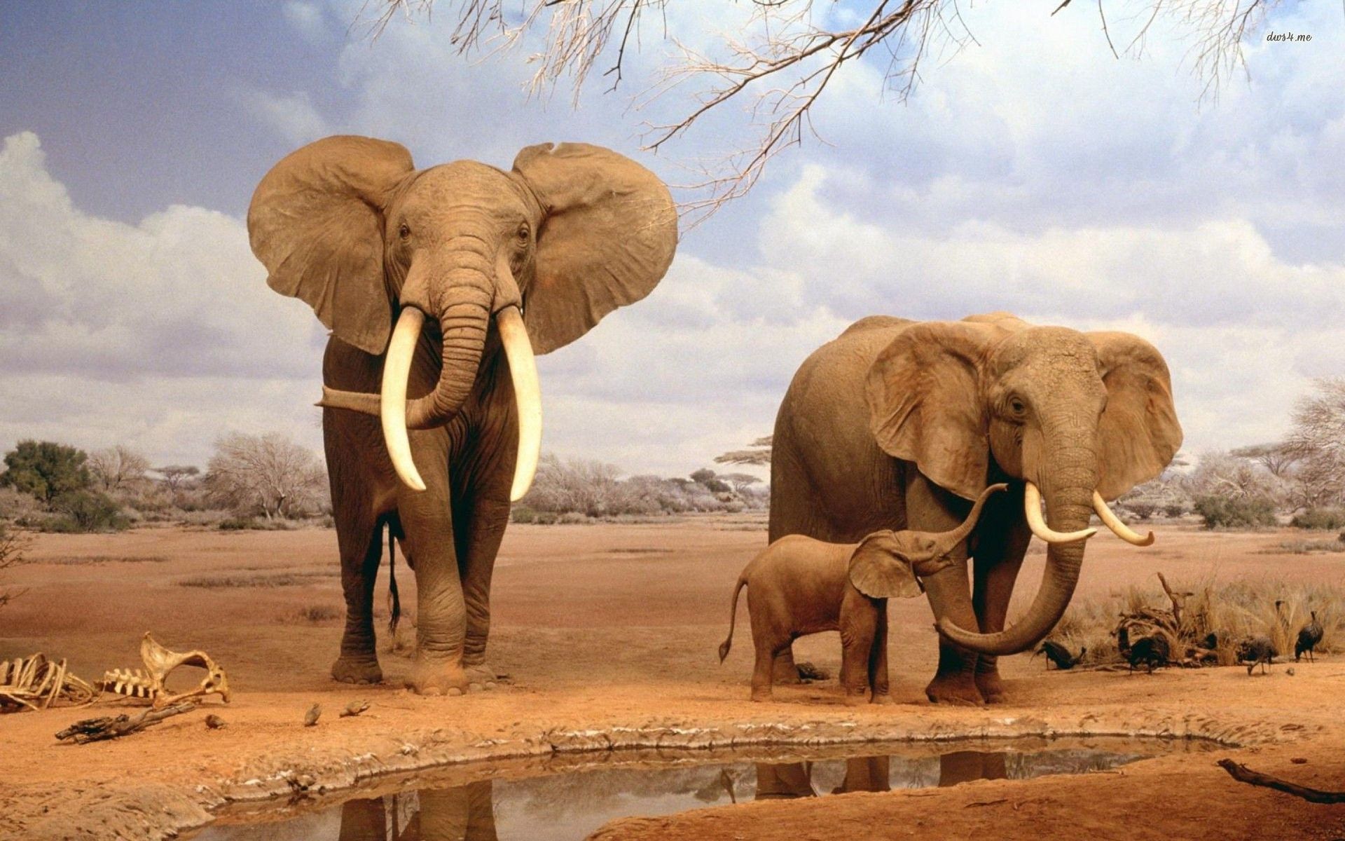 35+ Elephant HD Wallpapers - Descargar