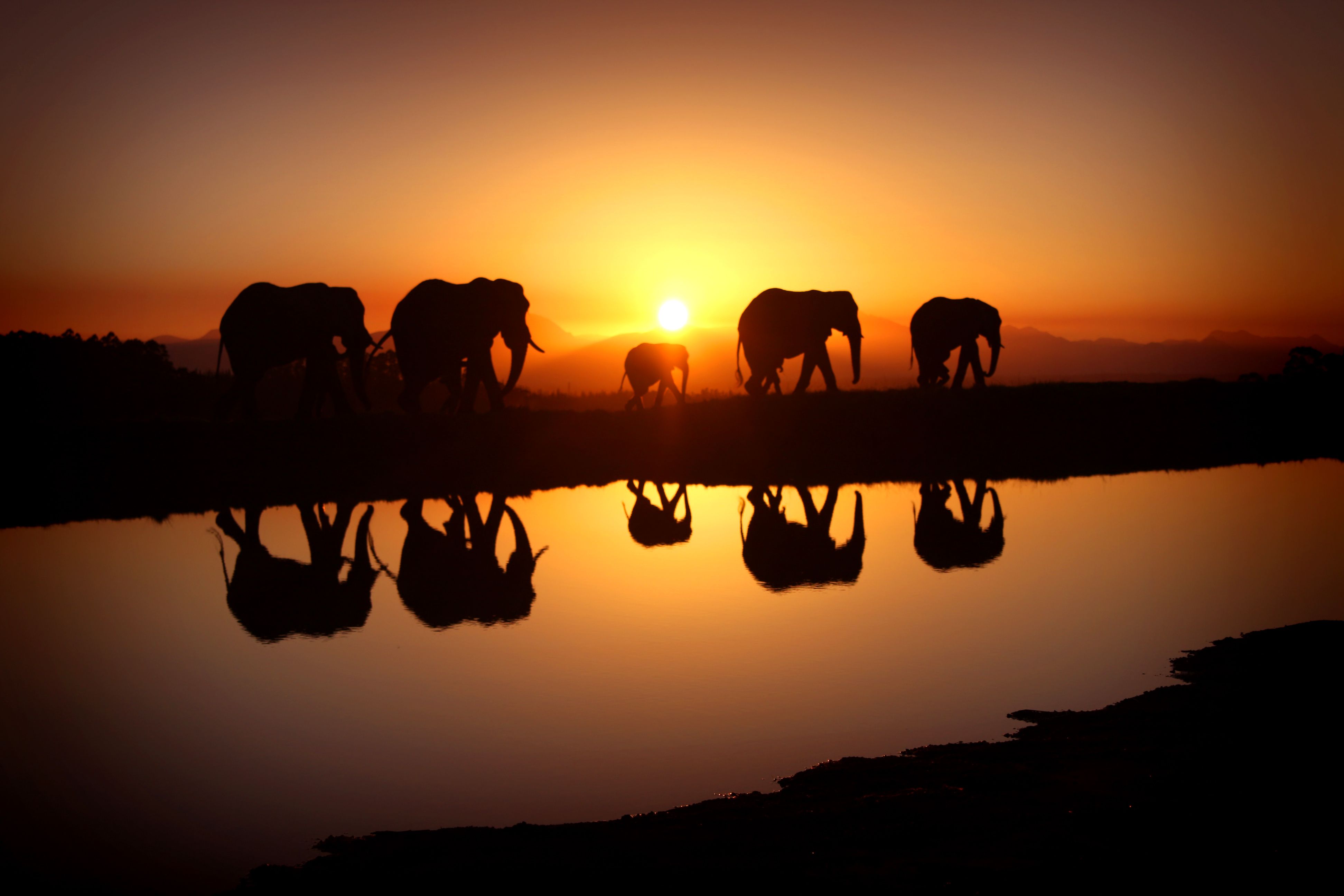 501 Elephant Fondos de pantalla HD | Imágenes de fondo