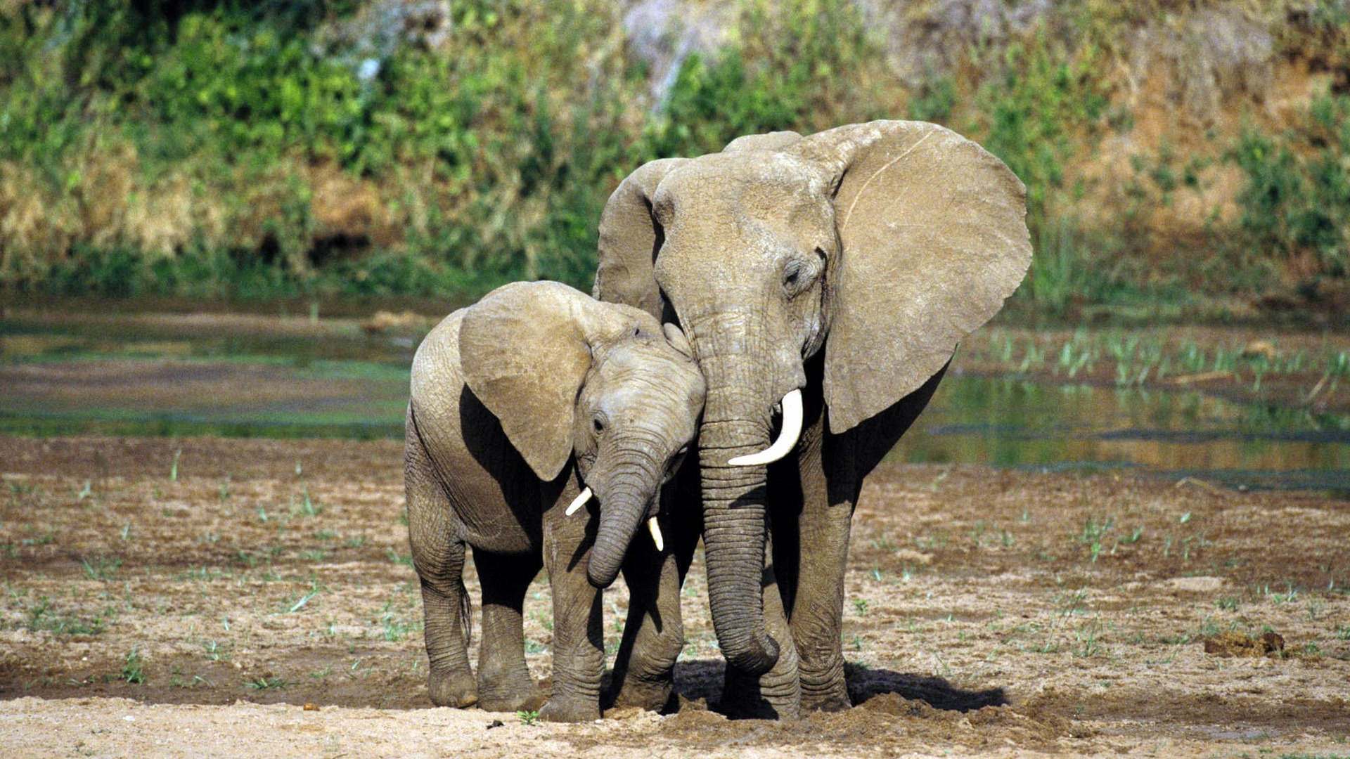 Elephant Wallpapers