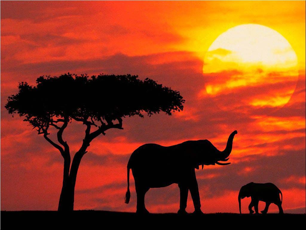 Fondos de Elefante # M5OG5J2 - 4USkY
