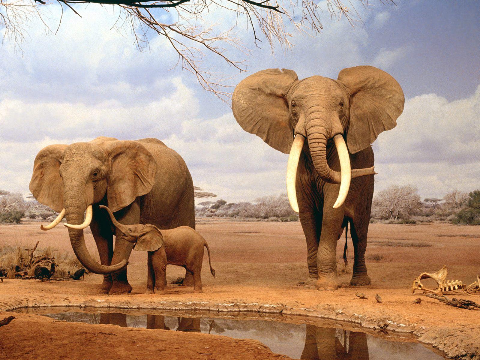 Baby Elephant Wallpapers
