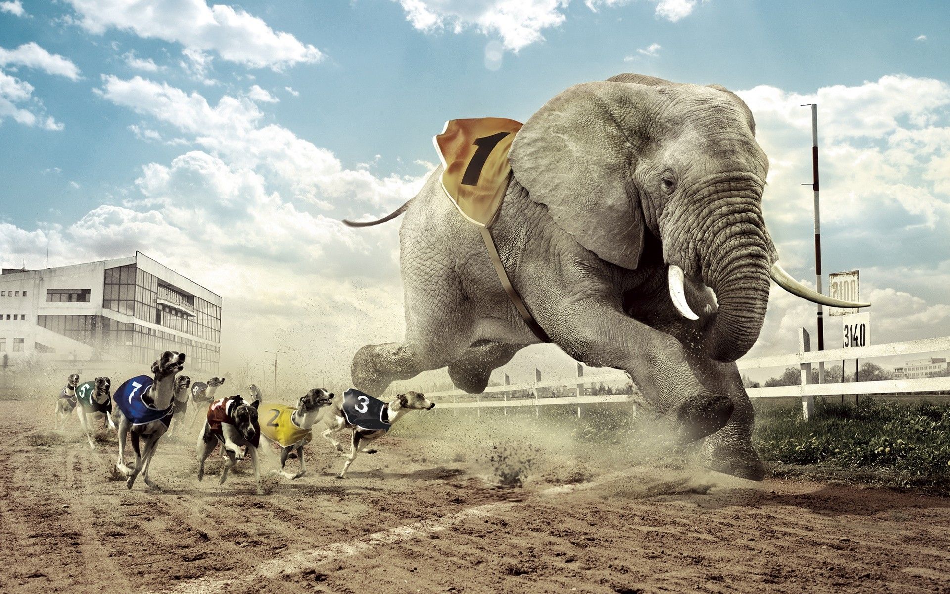 Fondo de pantalla de elefante | 1920x1200 | # 40582