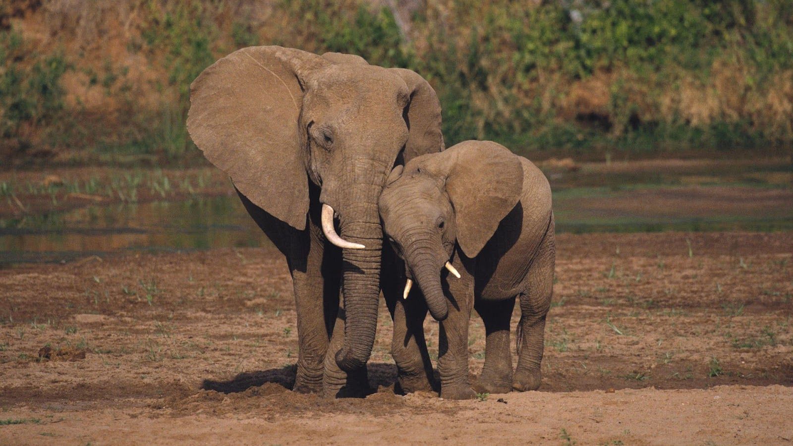 Fondo de pantalla de madre y joven elefante ~ Fondo de pantalla de tendencias
