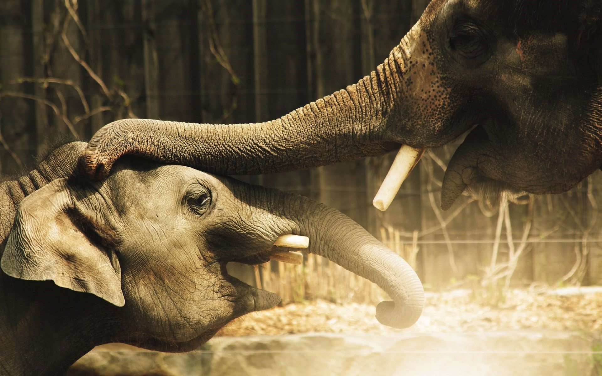 Elephant Desktop Wallpaper - Wallpapers Browse