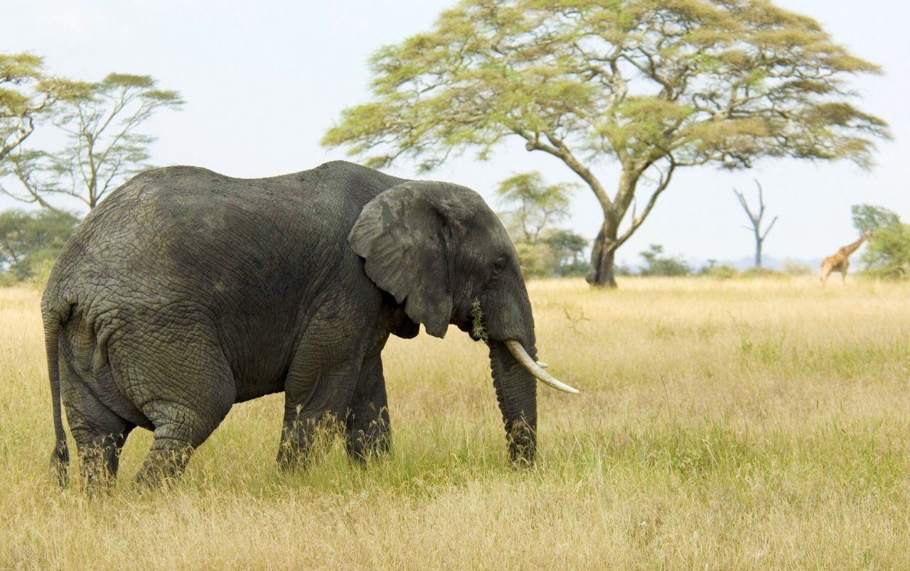 Mac OS X Elephant fondos de pantalla | Mac OS X Elephant fotos gratis