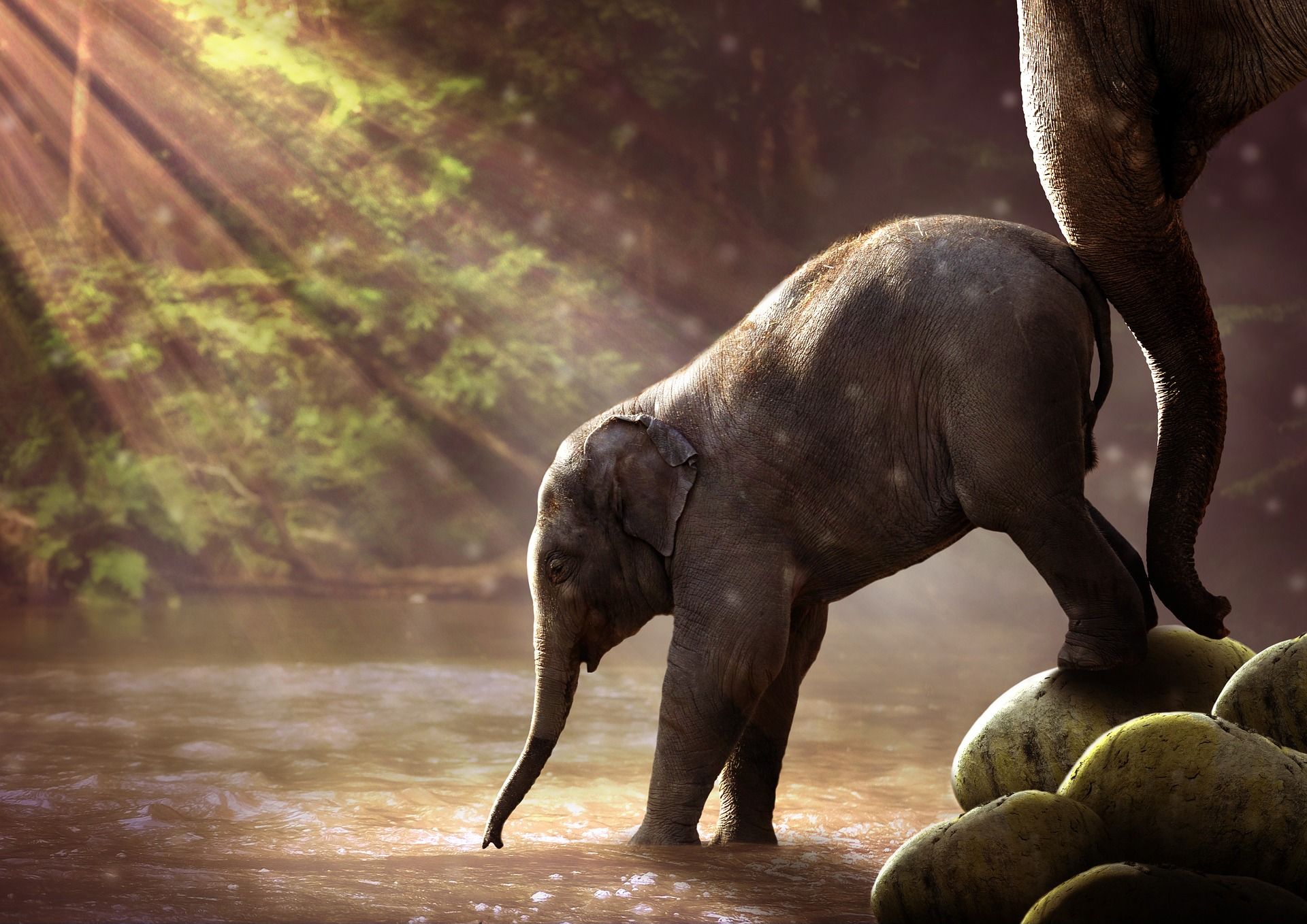 Baby Elephant Wallpapers HD para escritorio
