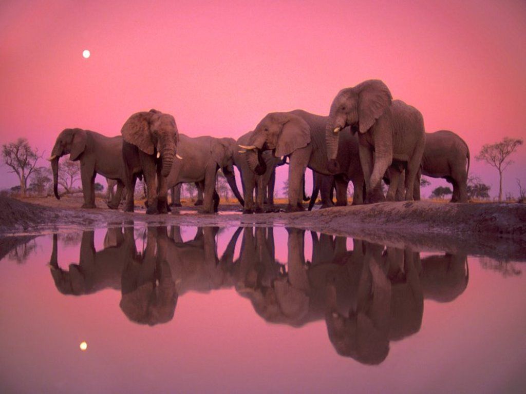 45+] Elephant Wallpaper para escritorio