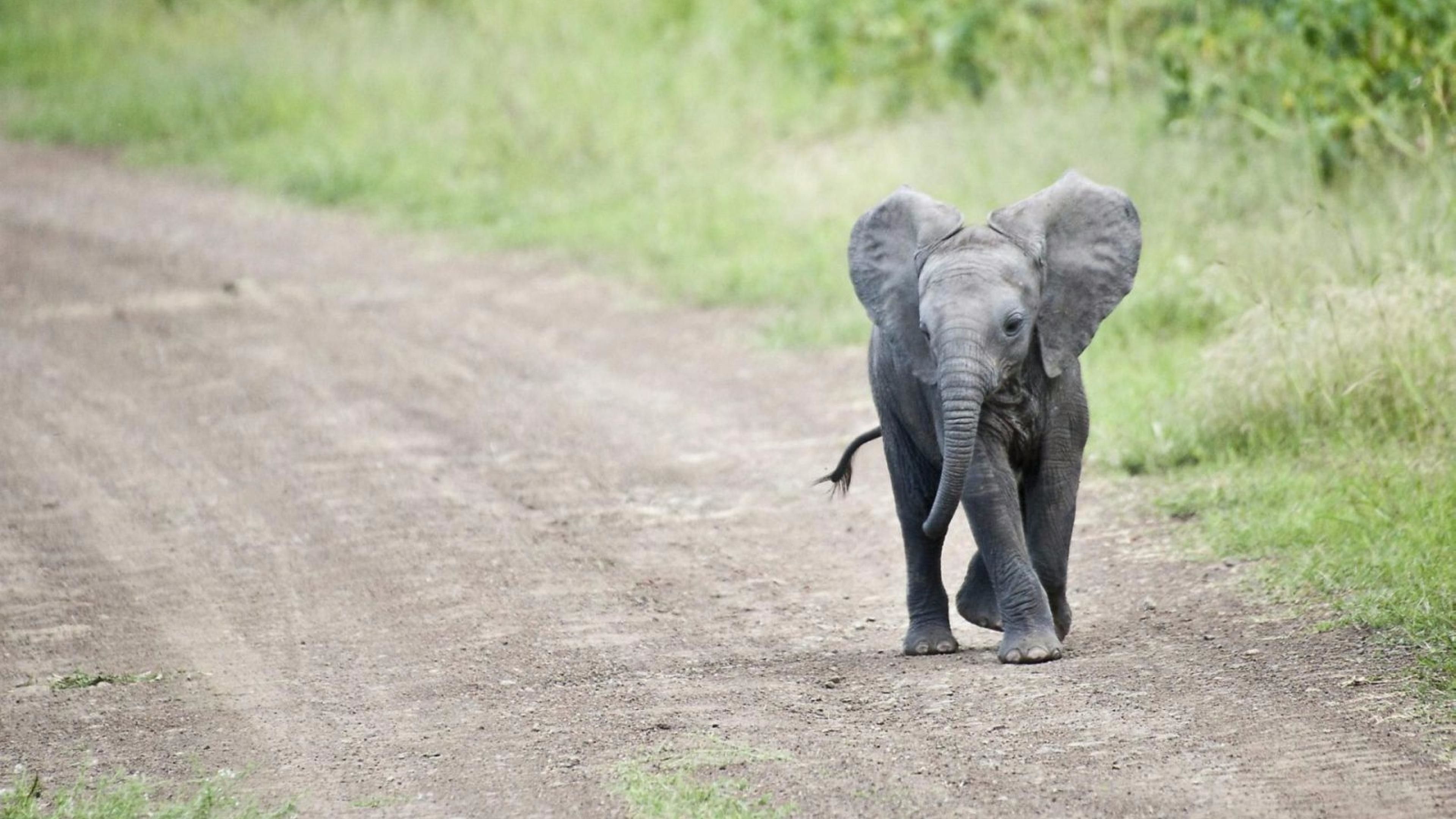Más de 61 fondos de pantalla de Baby Elephant