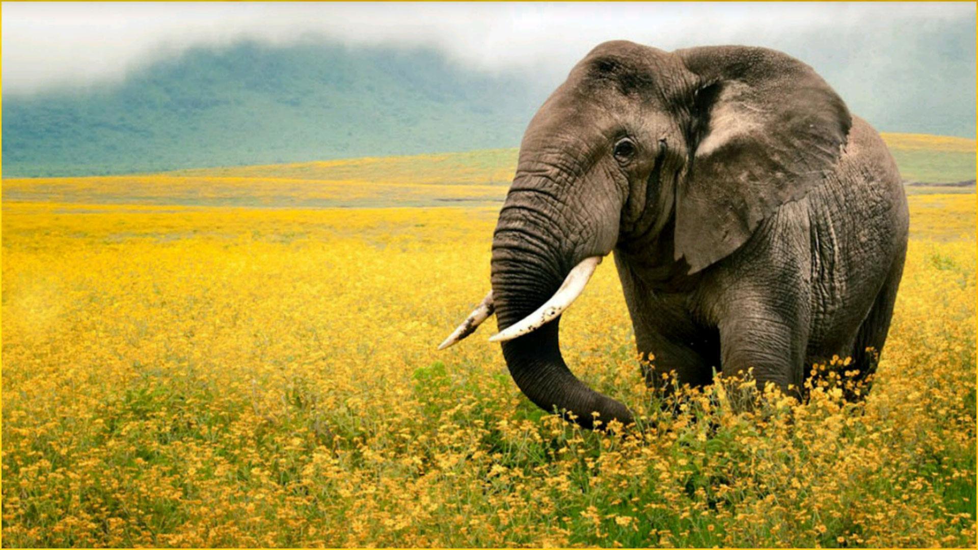 Elephant Wallpapers para Android - APK Descargar