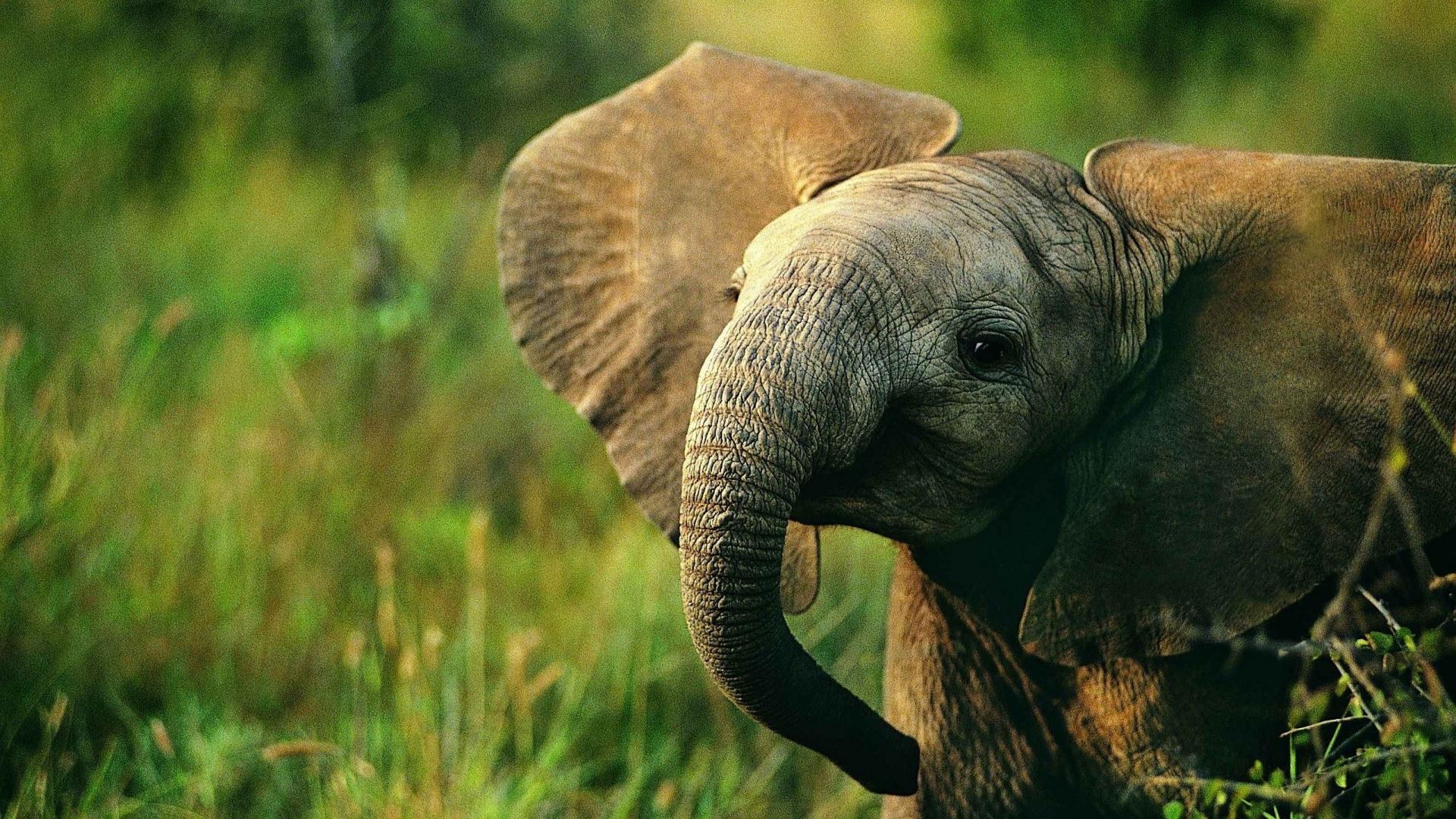 Fondo de pantalla de elefante 1920x1080