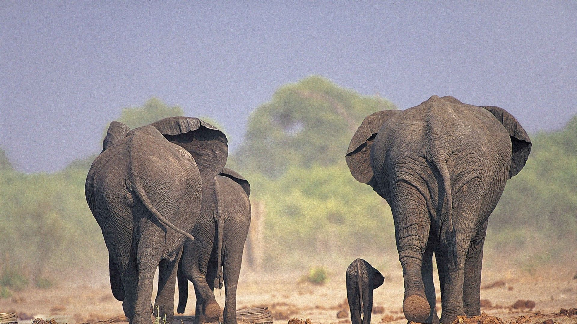 Desktop Elephant HD Wallpapers - Pexels Wallpaper
