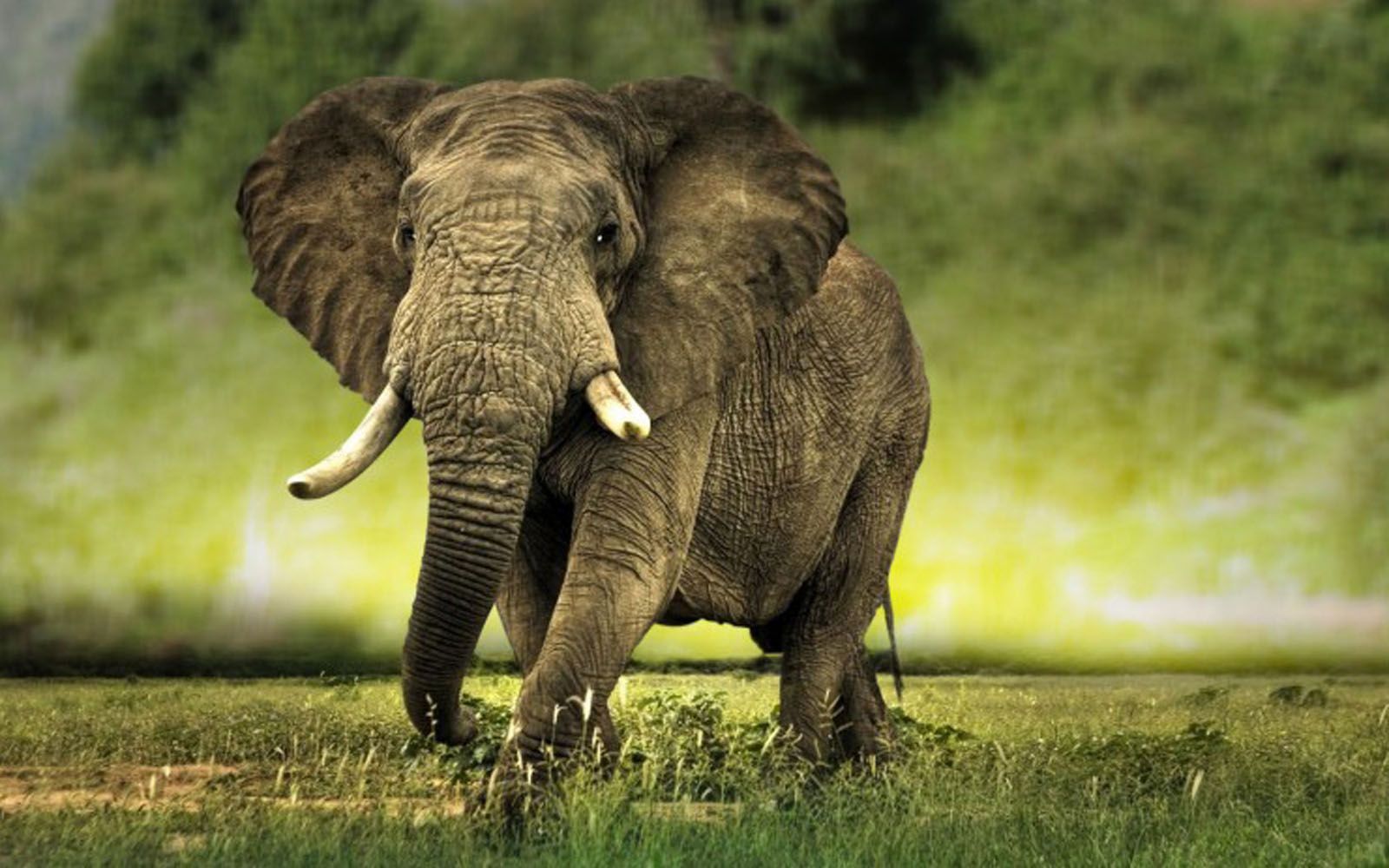 Bebé elefante fondos de pantalla Galería