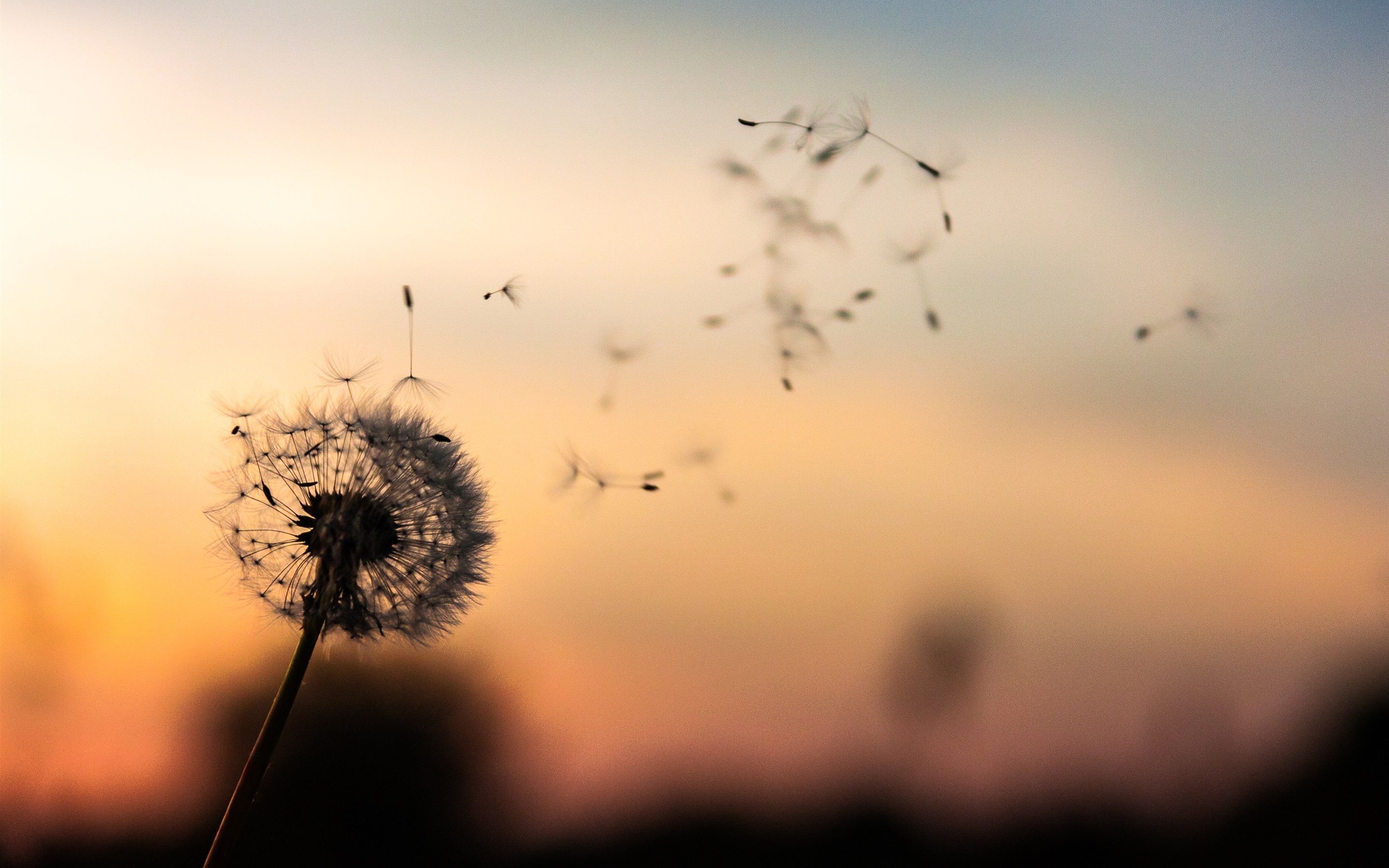 Fondos de pantalla similares >> - Vida y felicidad (# 1249883) - Fondo de pantalla HD