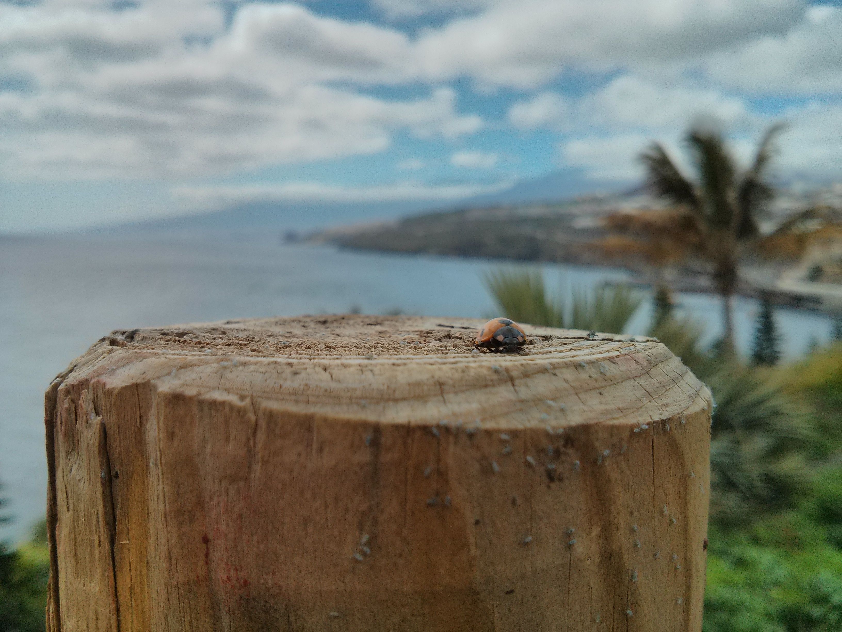 Tomé una foto de una mariquita en Tenerife el año pasado [3264 x 2448
