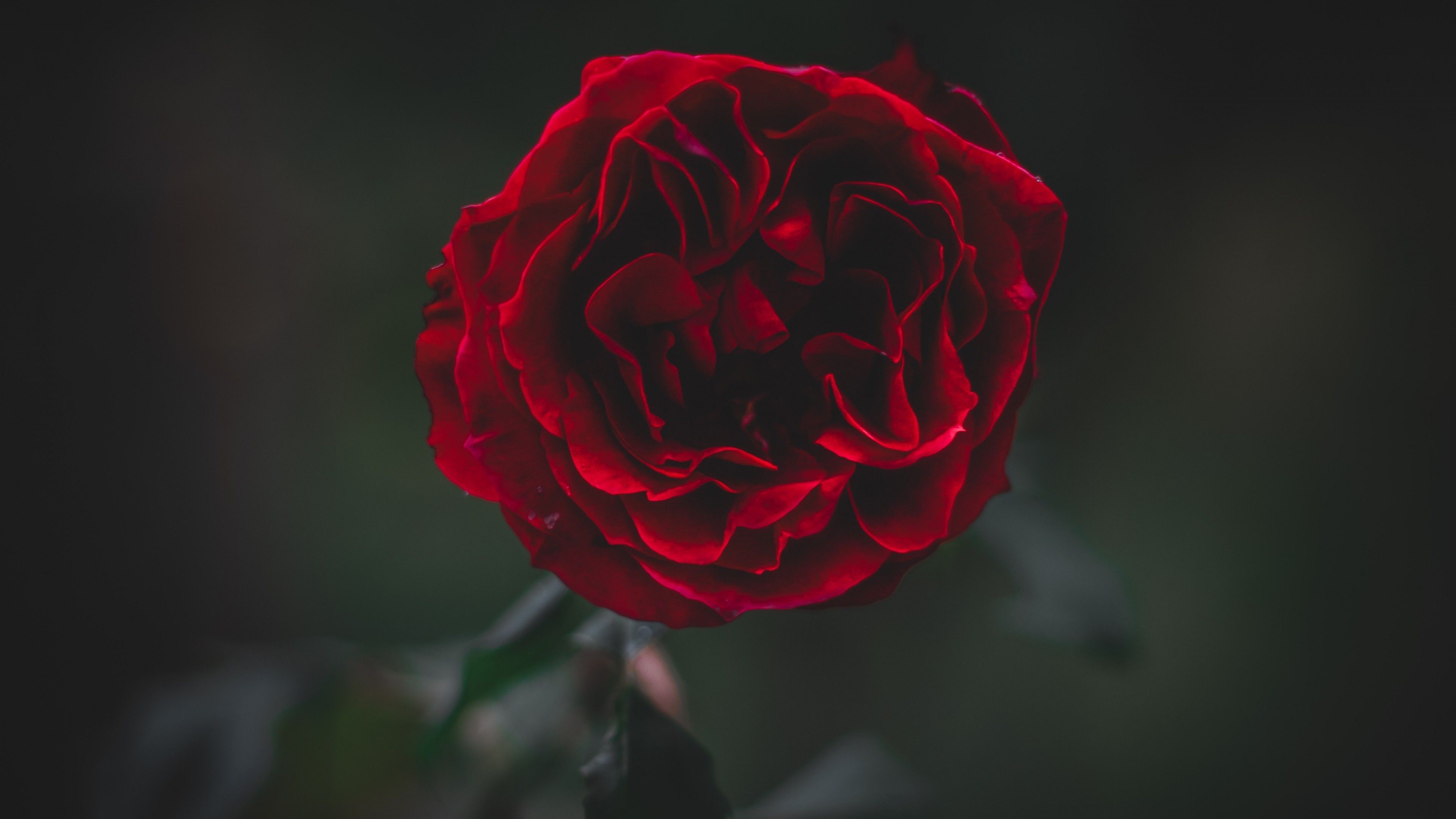 Descargar 3840x2160 Red Rose, Close-up, Petals, Blurry Wallpapers para