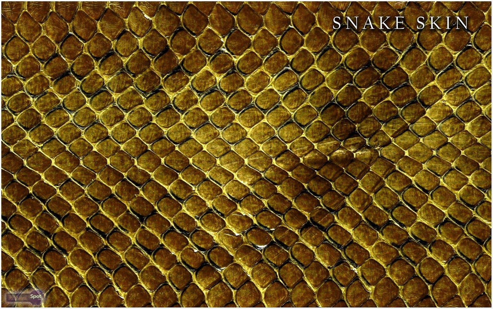 Lo mejor de 21 fondos de pantalla dorados nuestra última colección - PicsBroker.com